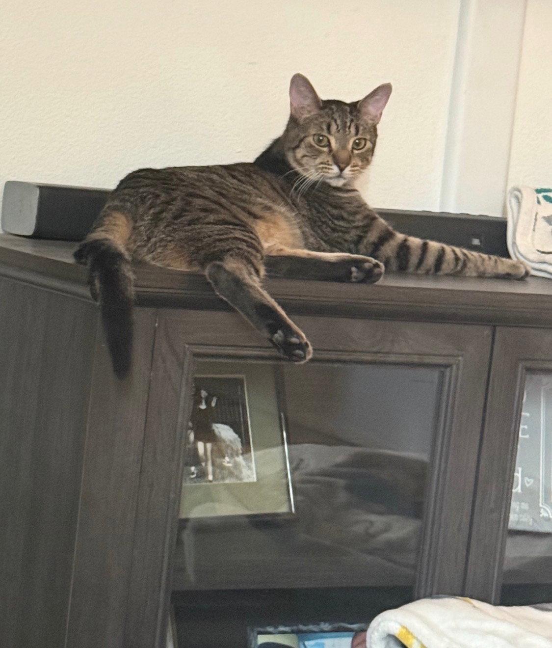 Mijo, Adoptable, Young Male Domestic Short Hair & Tabby.