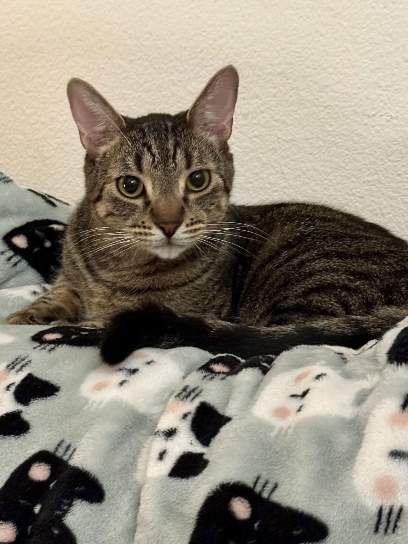 Enlarge Mijo, a Adoptable mixed breed in Phoenix, AZ image 1/3