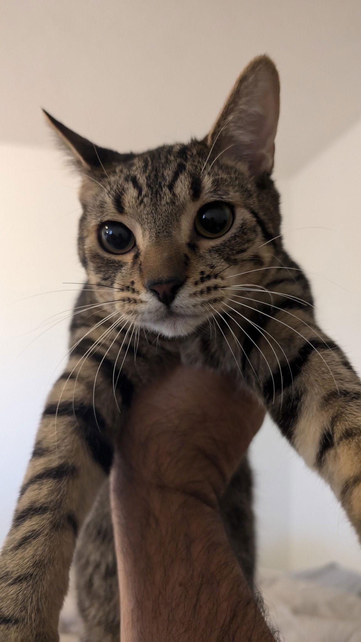 Enlarge Mijo, a Adoptable mixed breed in Phoenix, AZ image 2/3