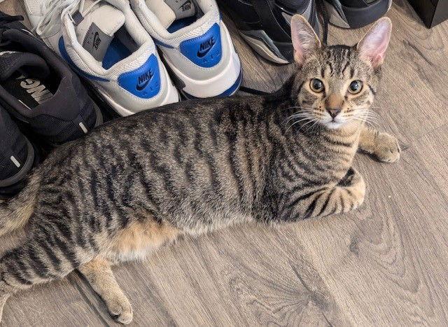 Enlarge Mijo, a Adoptable mixed breed in Phoenix, AZ image 3/3