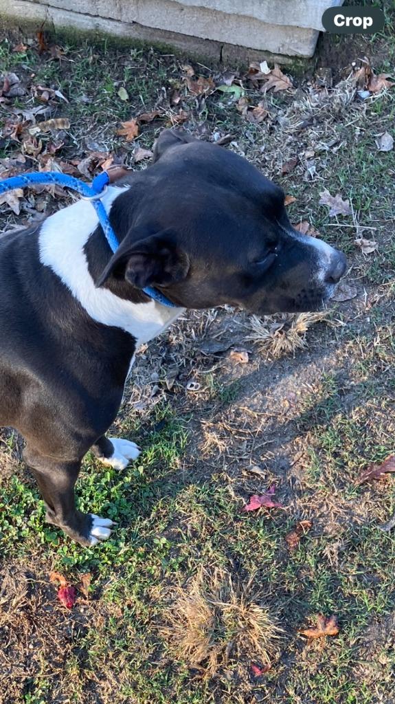 Enlarge Stella-Adoptable, a Adoptable Pit Bull Terrier in Chickamauga , GA image 1/3