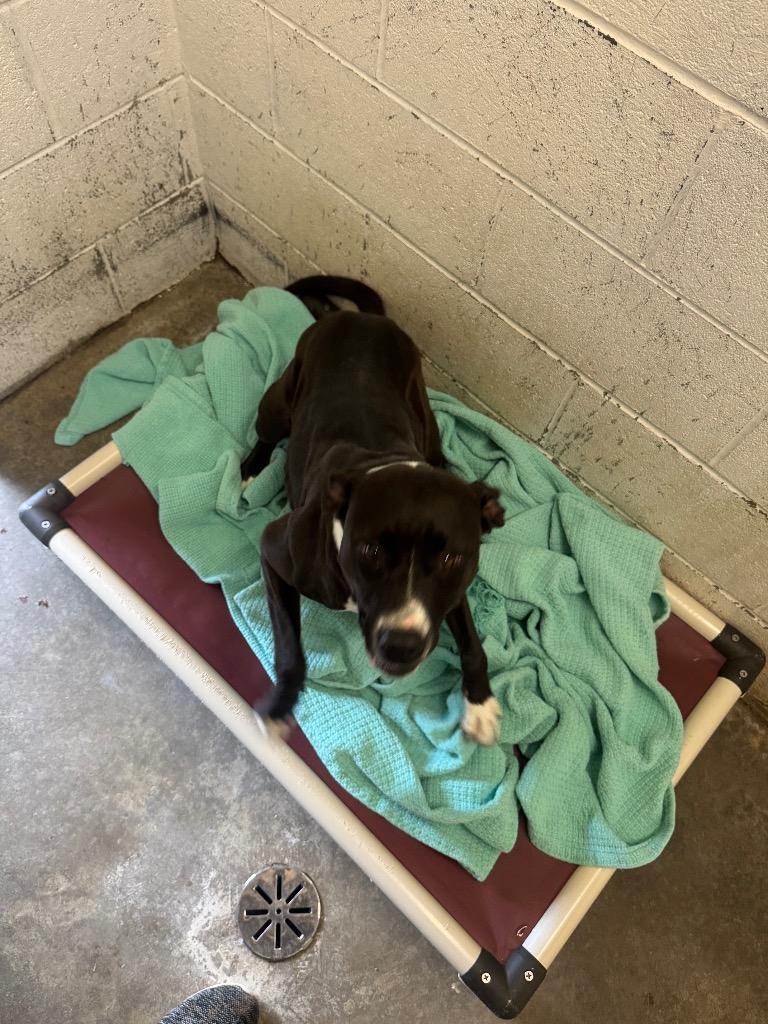 Enlarge Stella-Adoptable, a Adoptable Pit Bull Terrier in Chickamauga , GA image 2/3