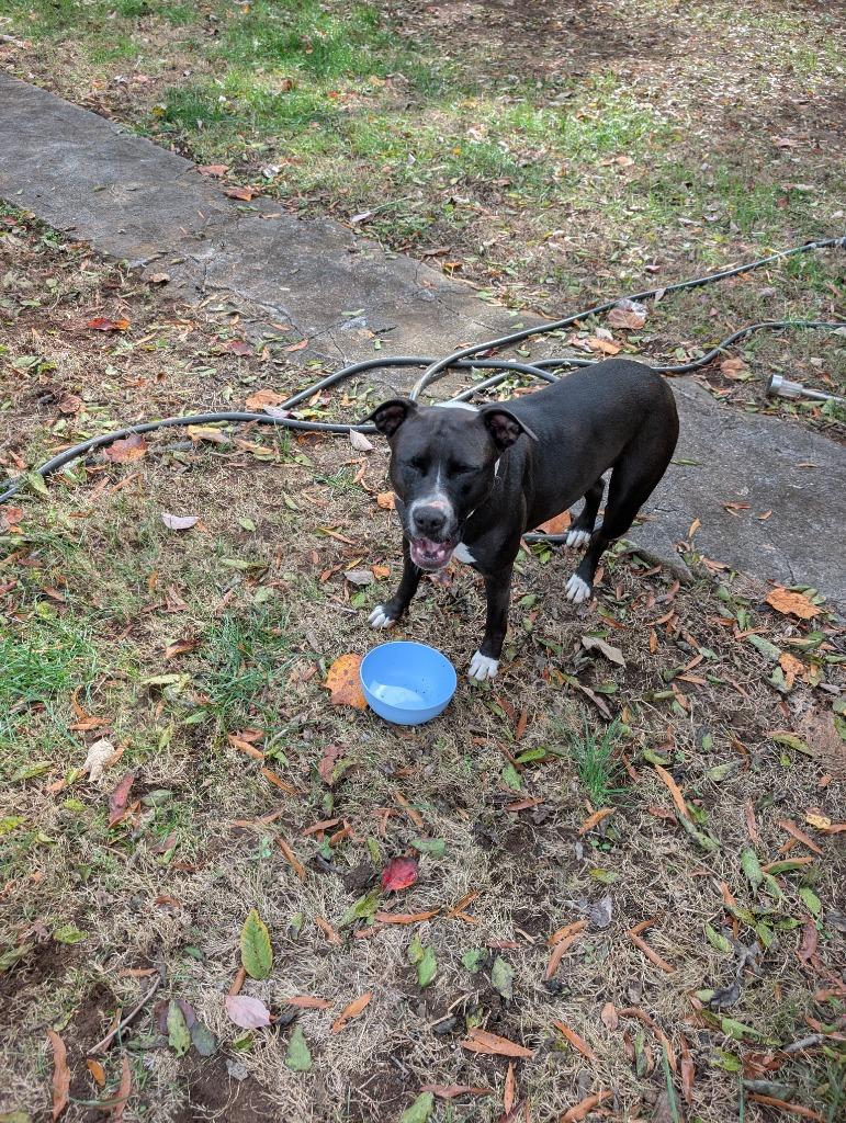 Enlarge Stella-Adoptable, a Adoptable Pit Bull Terrier in Chickamauga , GA image 3/3