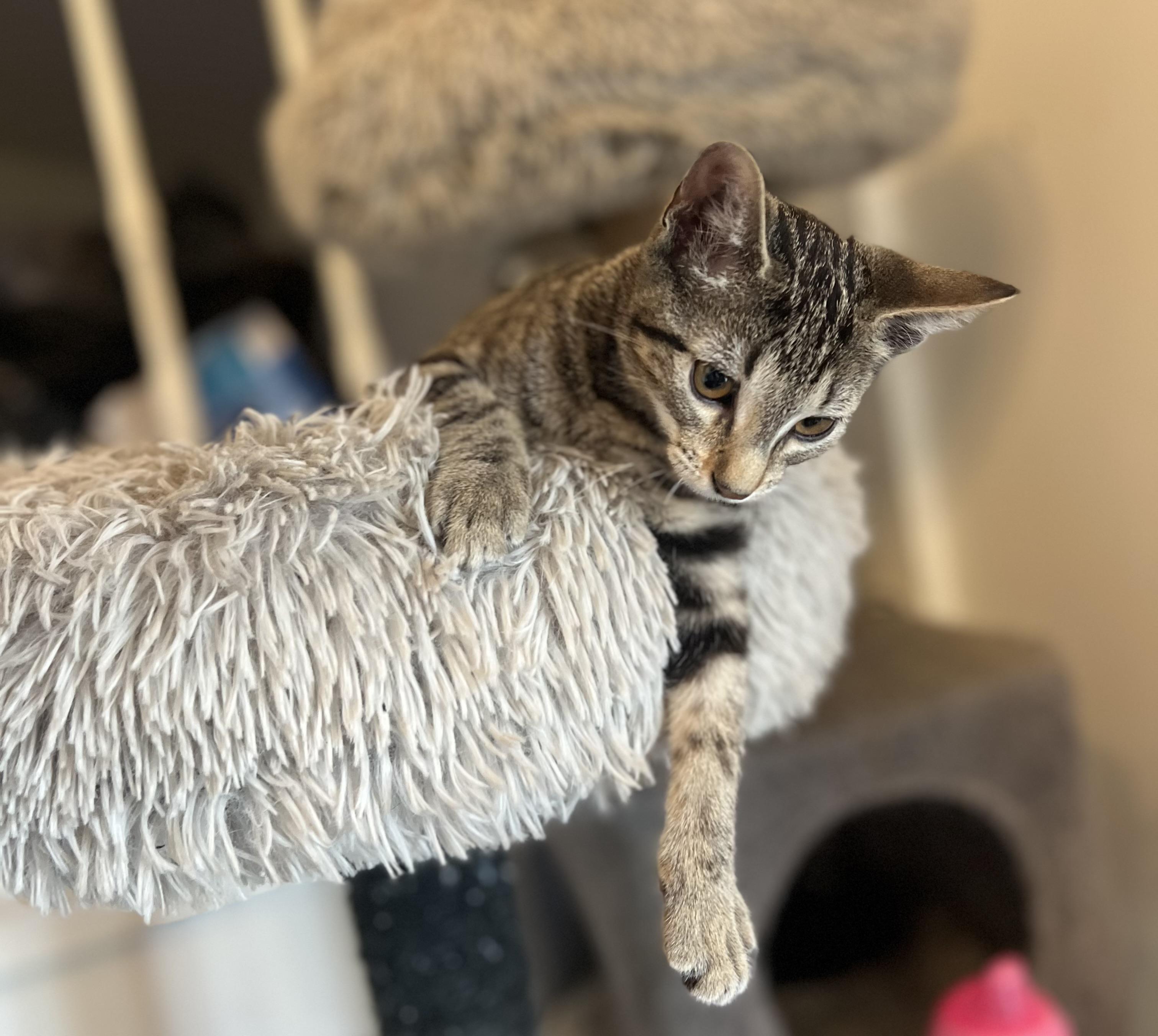 Gilly, an adoptable Domestic Short Hair in Price, UT, 84501 | Photo Image 2