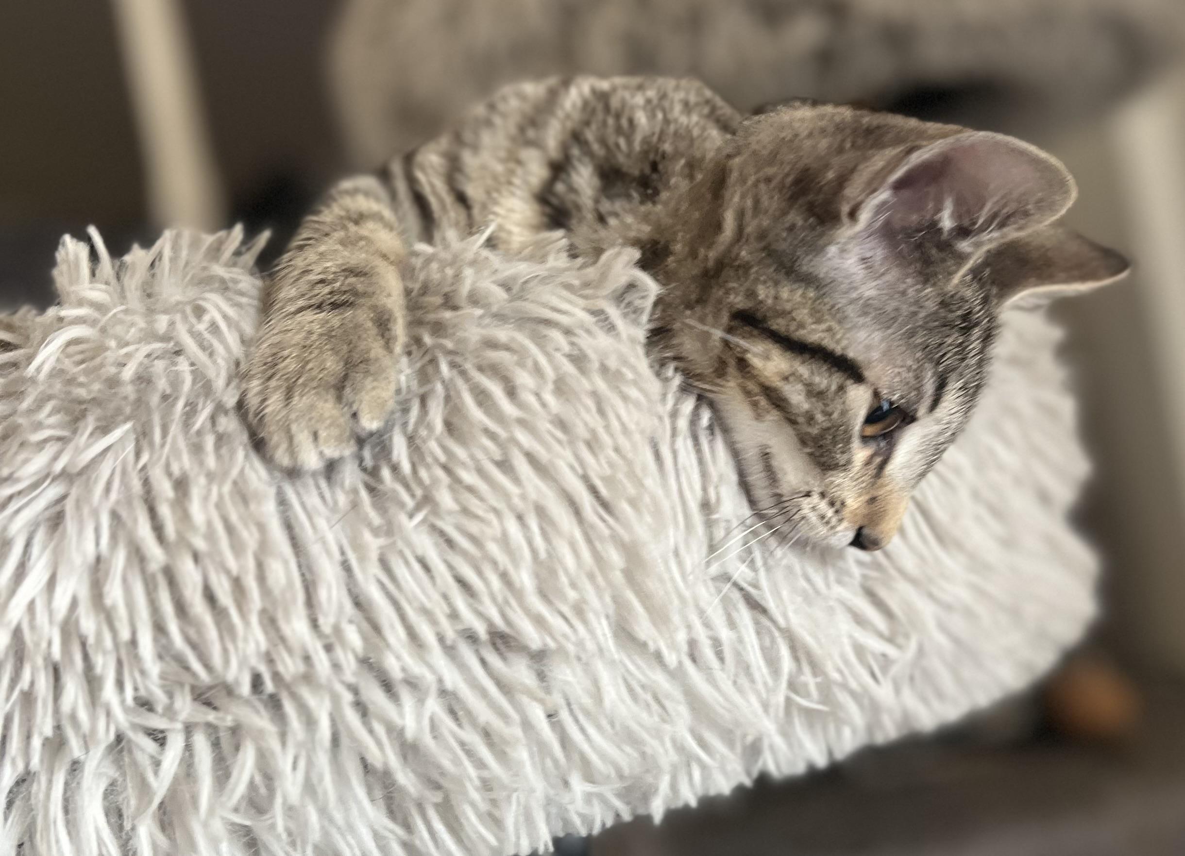 Gilly, an adoptable Domestic Short Hair in Price, UT, 84501 | Photo Image 3