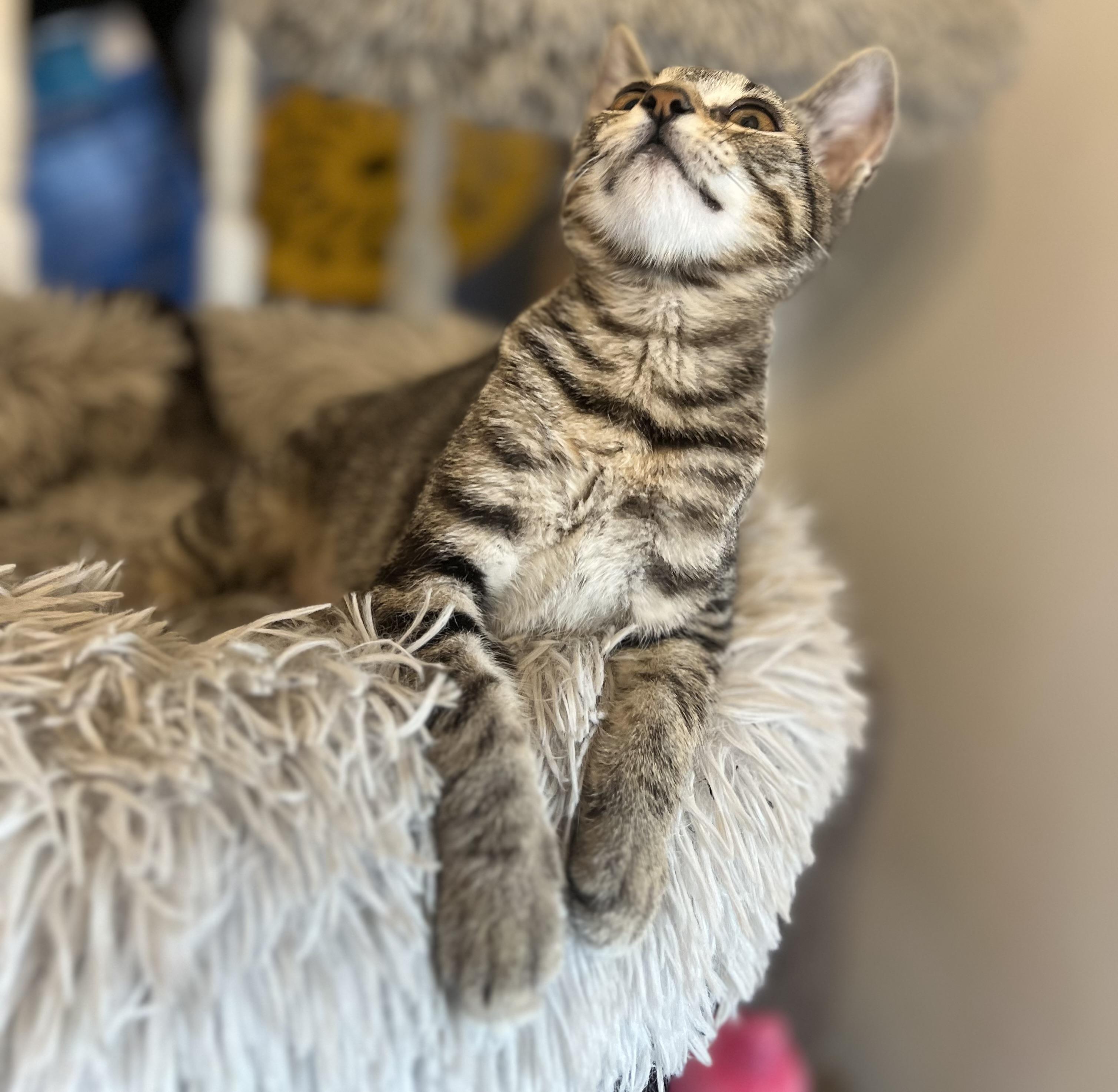 Gilly, an adoptable Domestic Short Hair in Price, UT, 84501 | Photo Image 1