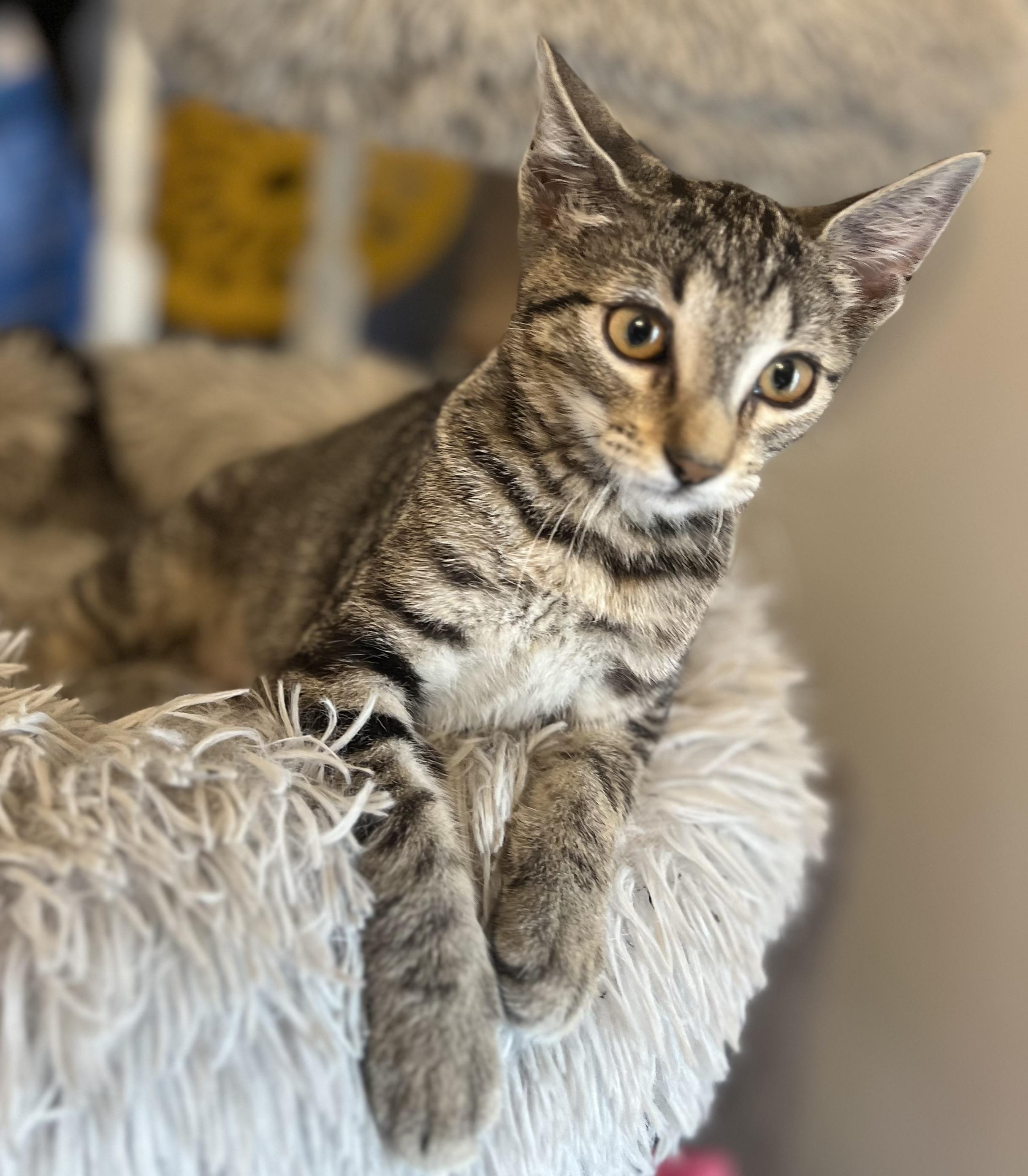 Gilly, an adoptable Domestic Short Hair in Price, UT, 84501 | Photo Image 5