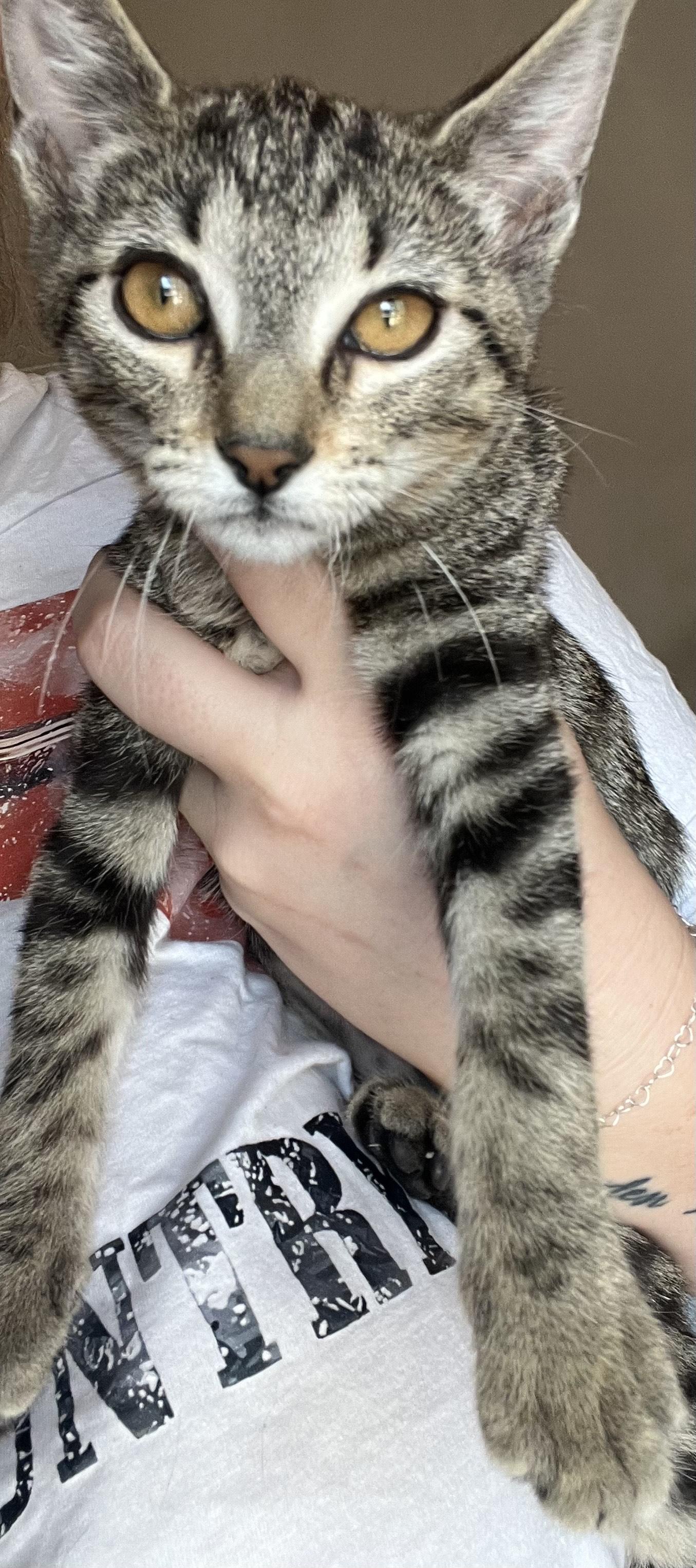 Gilly, an adoptable Domestic Short Hair in Price, UT, 84501 | Photo Image 6