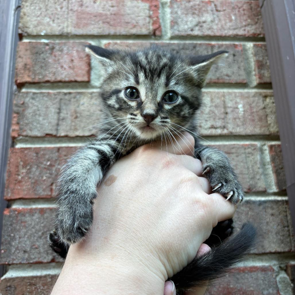 Catador Retriever (Potato), Adoptable, Kitten Female Domestic Medium Hair.