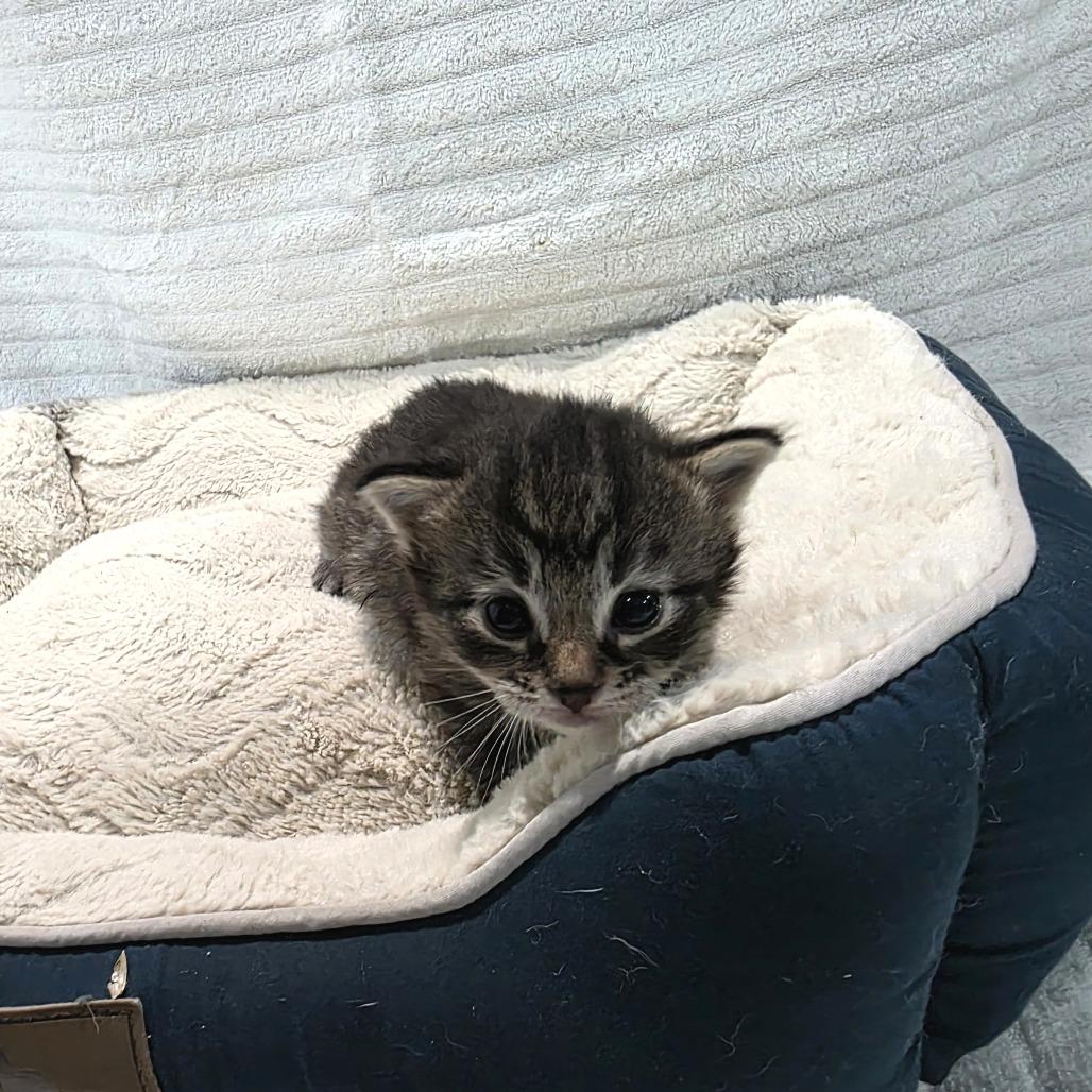 Enlarge Catador Retriever (Potato), a Adoptable Domestic Medium Hair in Clarksville, TN image 3/6