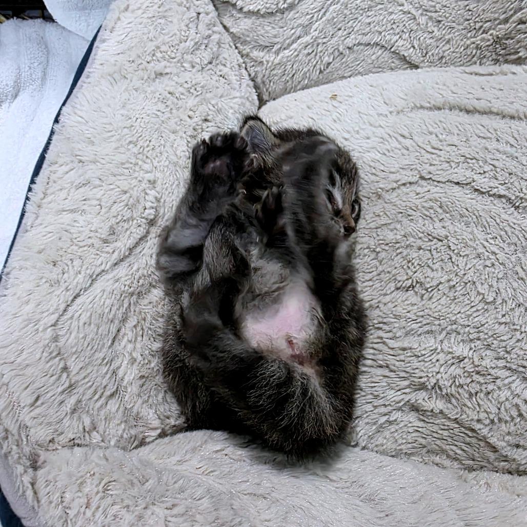 Enlarge Catador Retriever (Potato), a Adoptable Domestic Medium Hair in Clarksville, TN image 4/6
