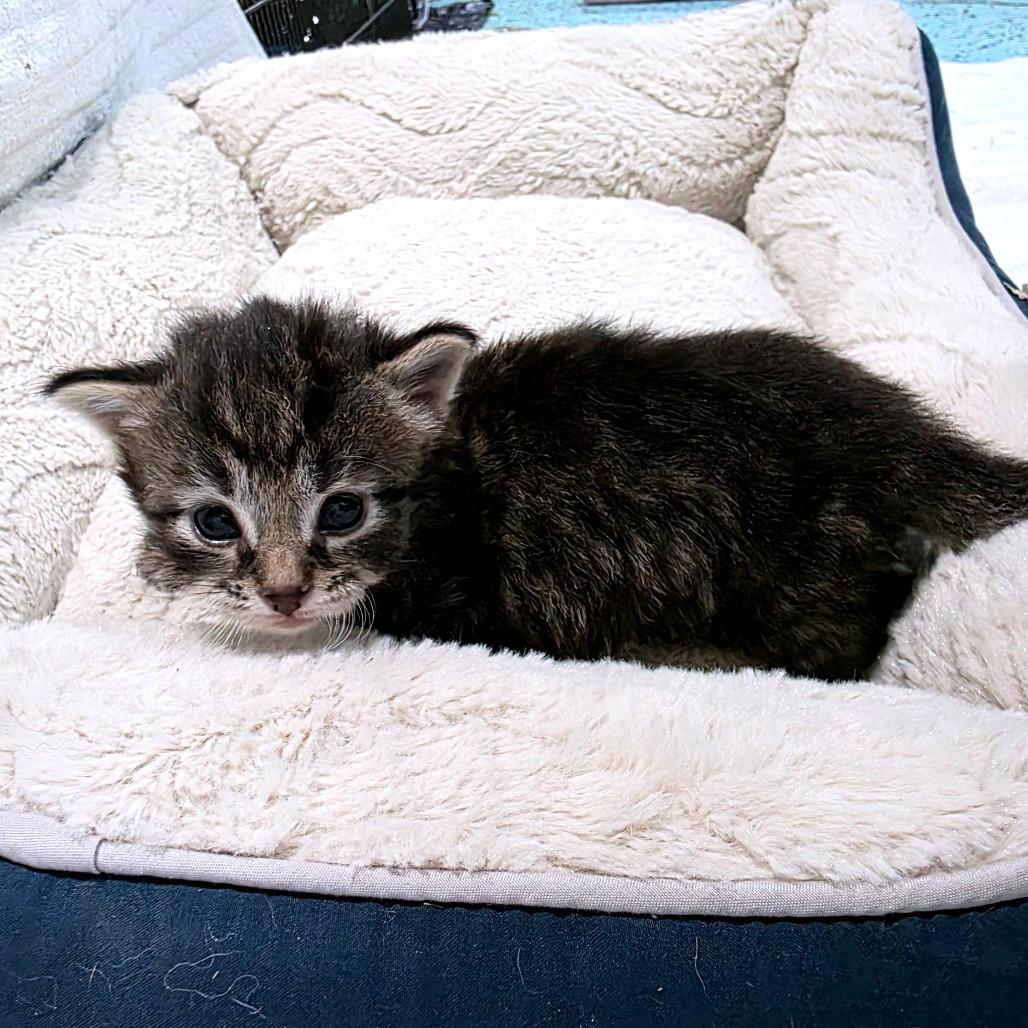 Enlarge Catador Retriever (Potato), a Adoptable Domestic Medium Hair in Clarksville, TN image 5/6