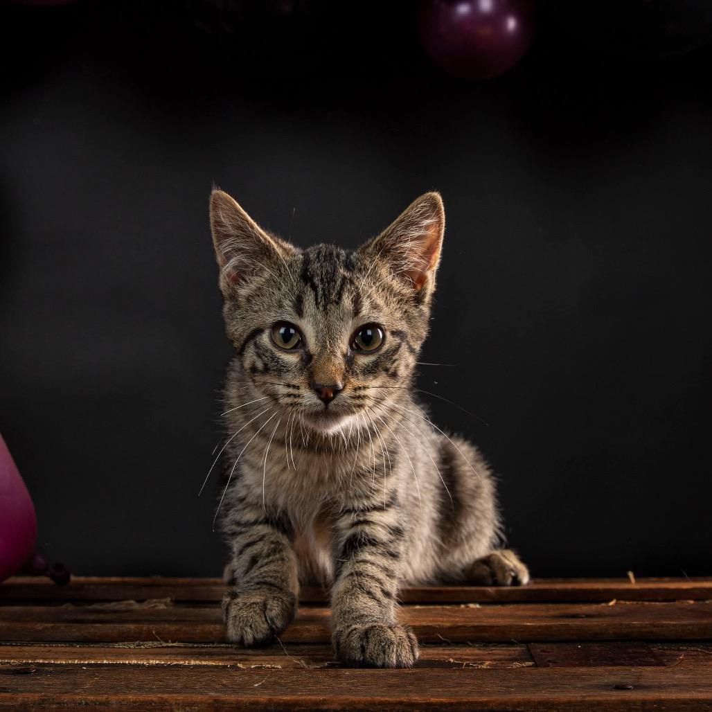 Enlarge Catador Retriever (Potato A.K.A Buttercup), a Adoptable Domestic Medium Hair in Clarksville, TN image 5/6