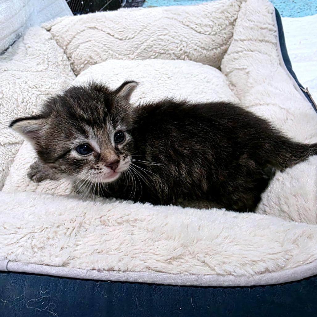 Enlarge Catador Retriever (Potato), a Adoptable Domestic Medium Hair in Clarksville, TN image 6/6