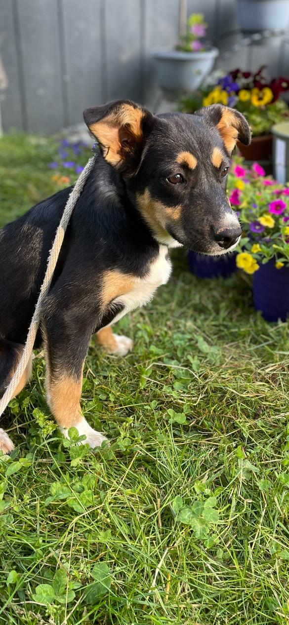 Poppy, a ADOPTABLE mixed breed in Lincoln University, PA image 1/2