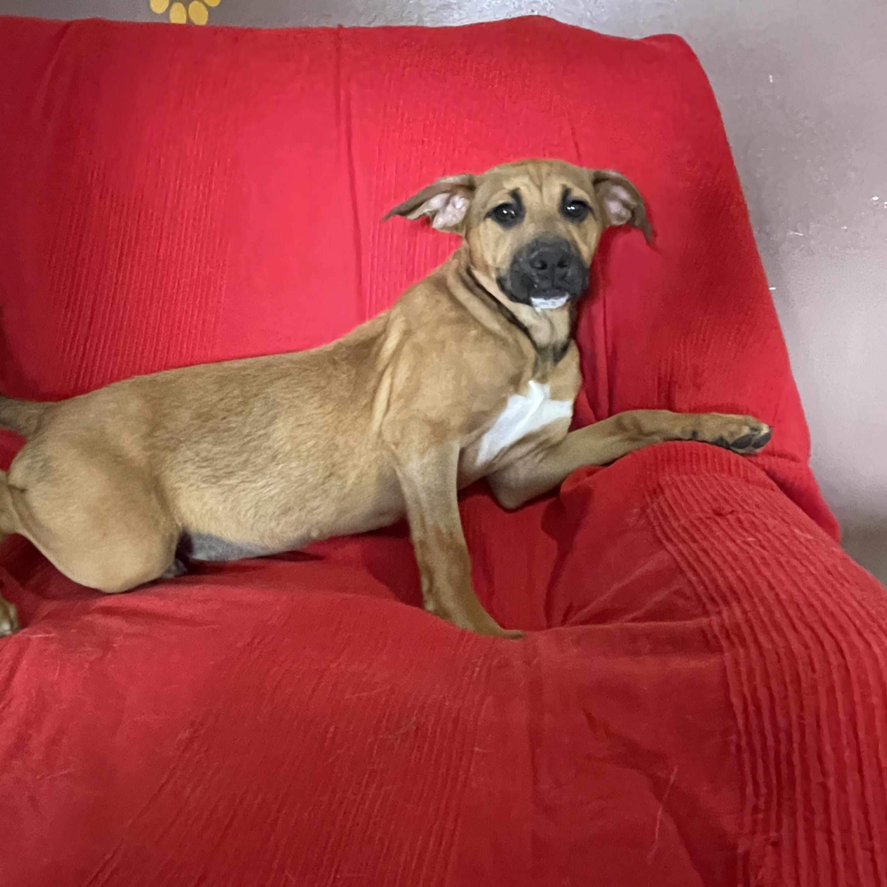 Ruby, Adoptable, Young Female Black Mouth Cur & Rhodesian Ridgeback.