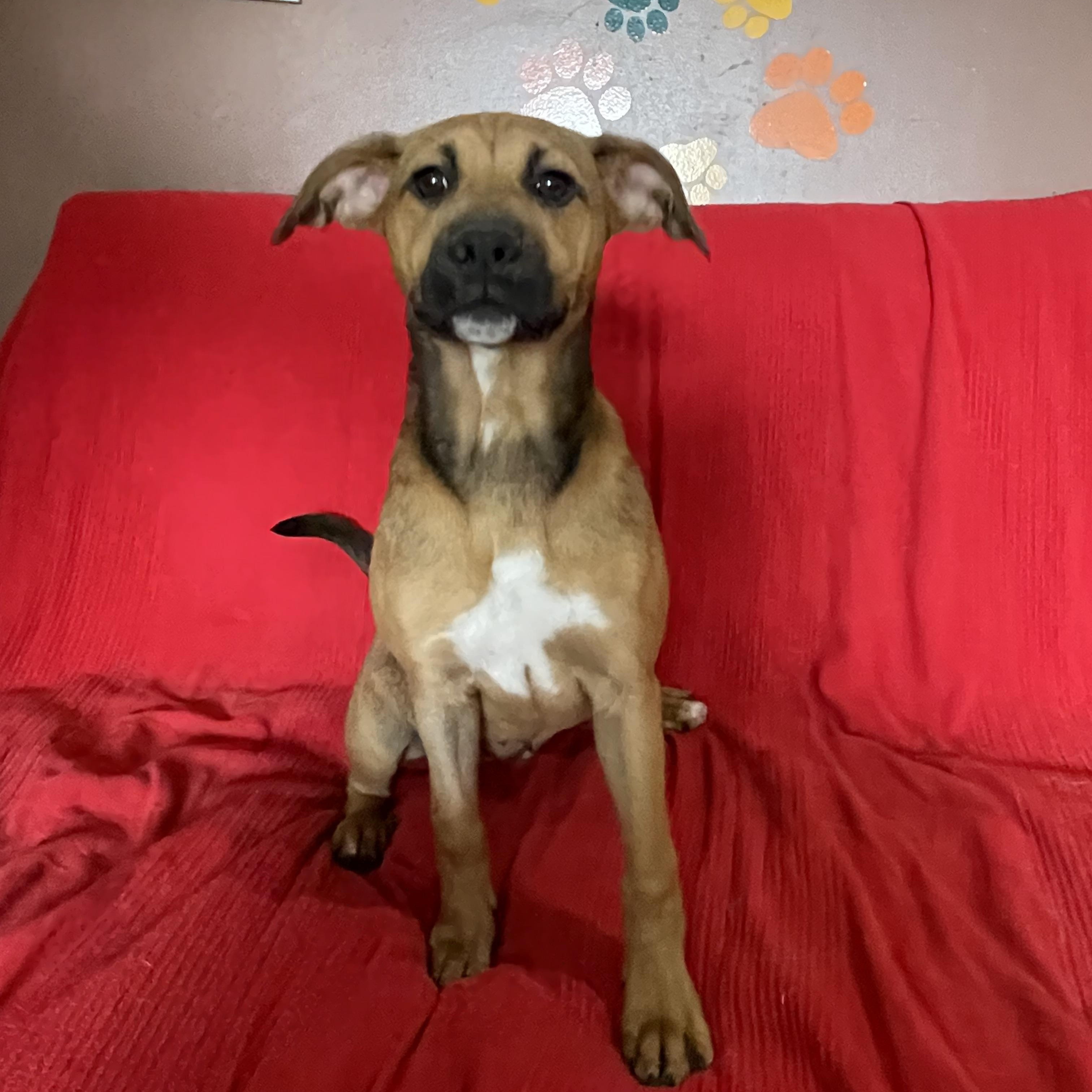 Enlarge Ruby, a Adoptable mixed breed image 2/3