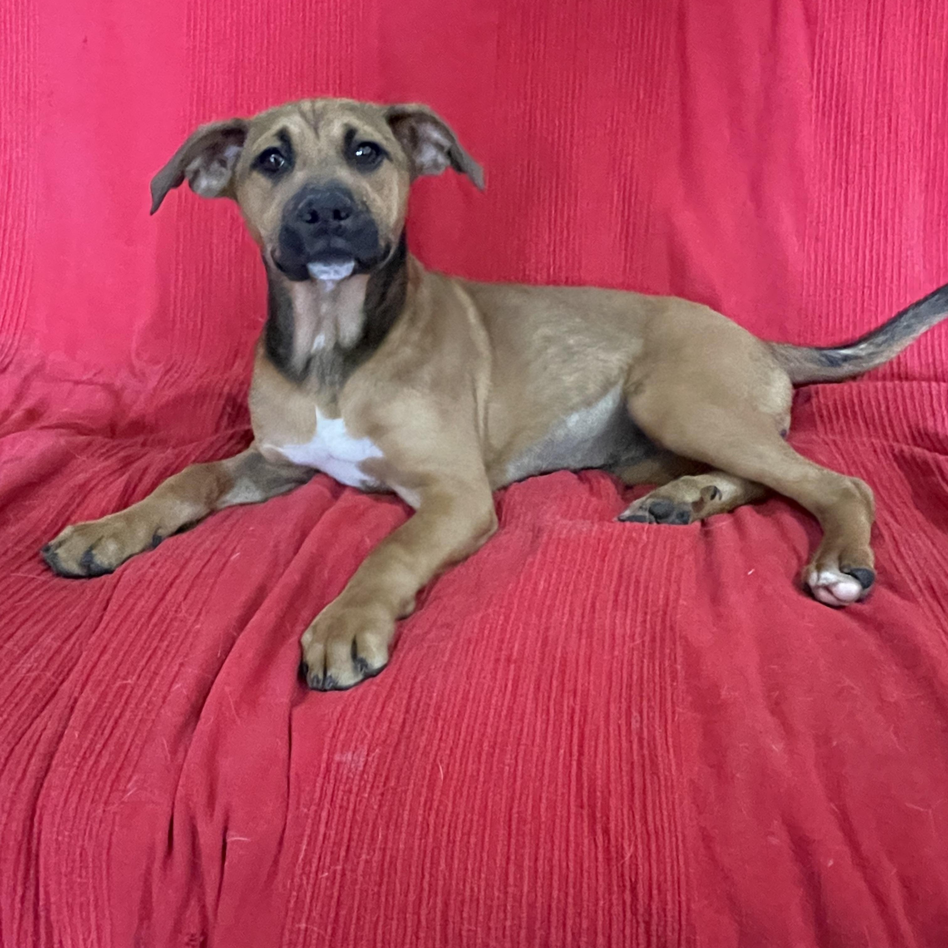 Enlarge Ruby, a Adoptable mixed breed image 3/3