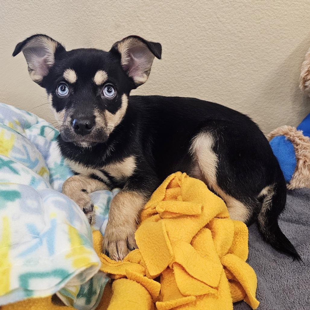 Cocoa, Adoptable, Puppy Female Husky & Chihuahua.