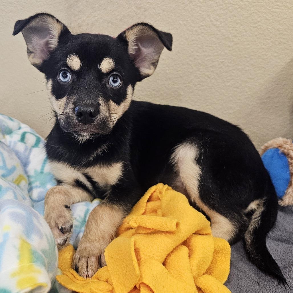 Enlarge Cocoa, a Adoptable mixed breed in Apple Valley, CA image 2/4