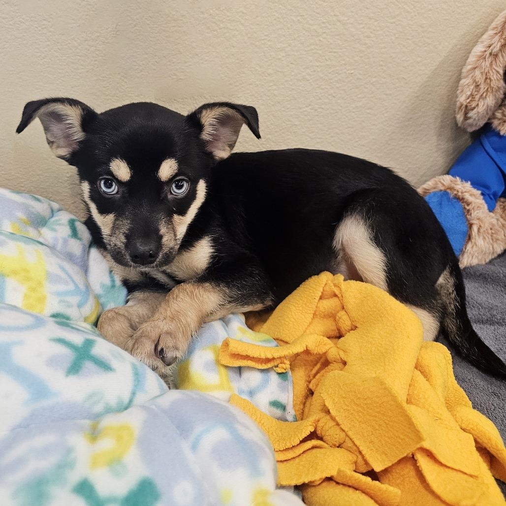 Enlarge Cocoa, a Adoptable mixed breed in Apple Valley, CA image 3/4