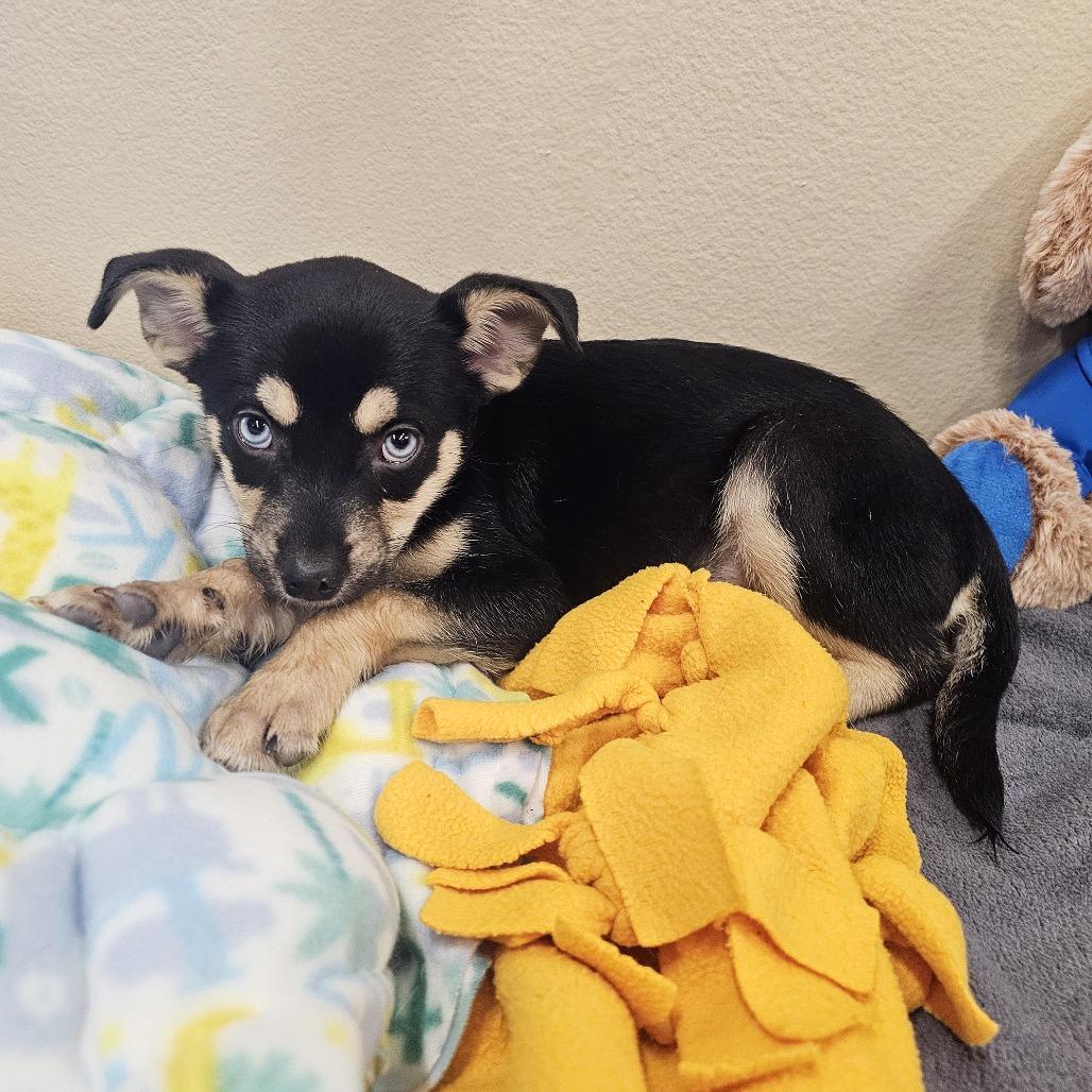 Enlarge Cocoa, a Adoptable mixed breed in Apple Valley, CA image 4/4