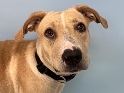 Sunshine, Adoptable, Adult Female Labrador Retriever & Mixed Breed.