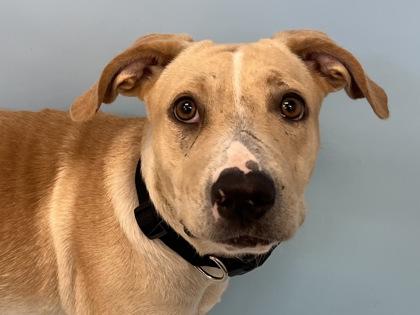 Enlarge Sunshine, a Adoptable mixed breed in Woodbury, MN image 2/3