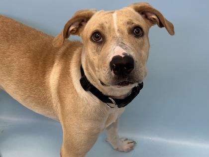Enlarge Sunshine, a Adoptable mixed breed in Woodbury, MN image 3/3