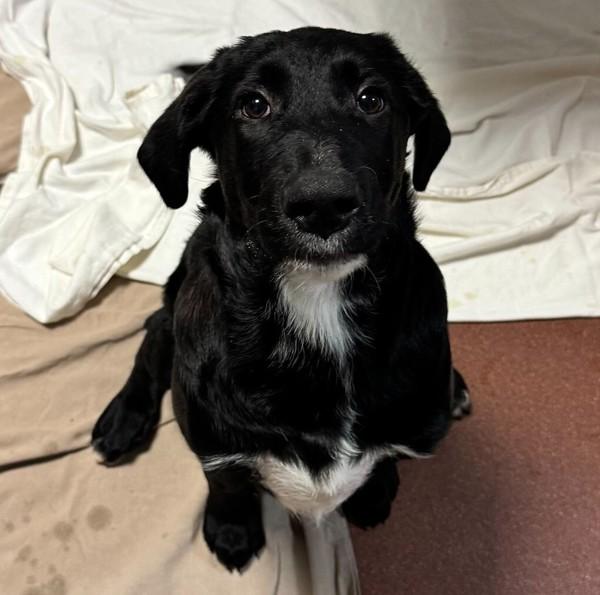 Billie Joe, Adoptable, Puppy Male Standard Poodle & Shepherd.