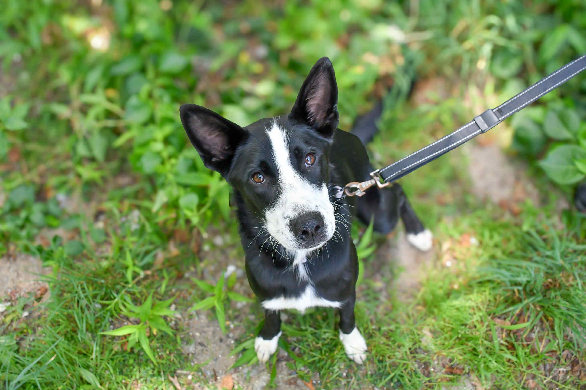 Nala Come Meet our Adoptable Dogs Wednesday-Saturday. More info in Bio!