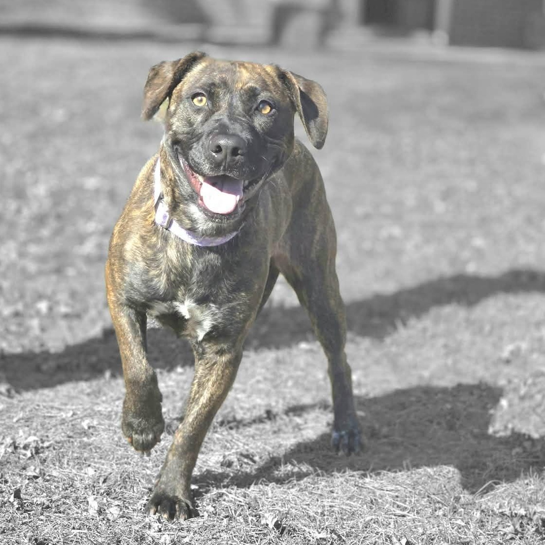 Oasis, a ADOPTABLE mixed breed in Waterloo, IA image 3/4