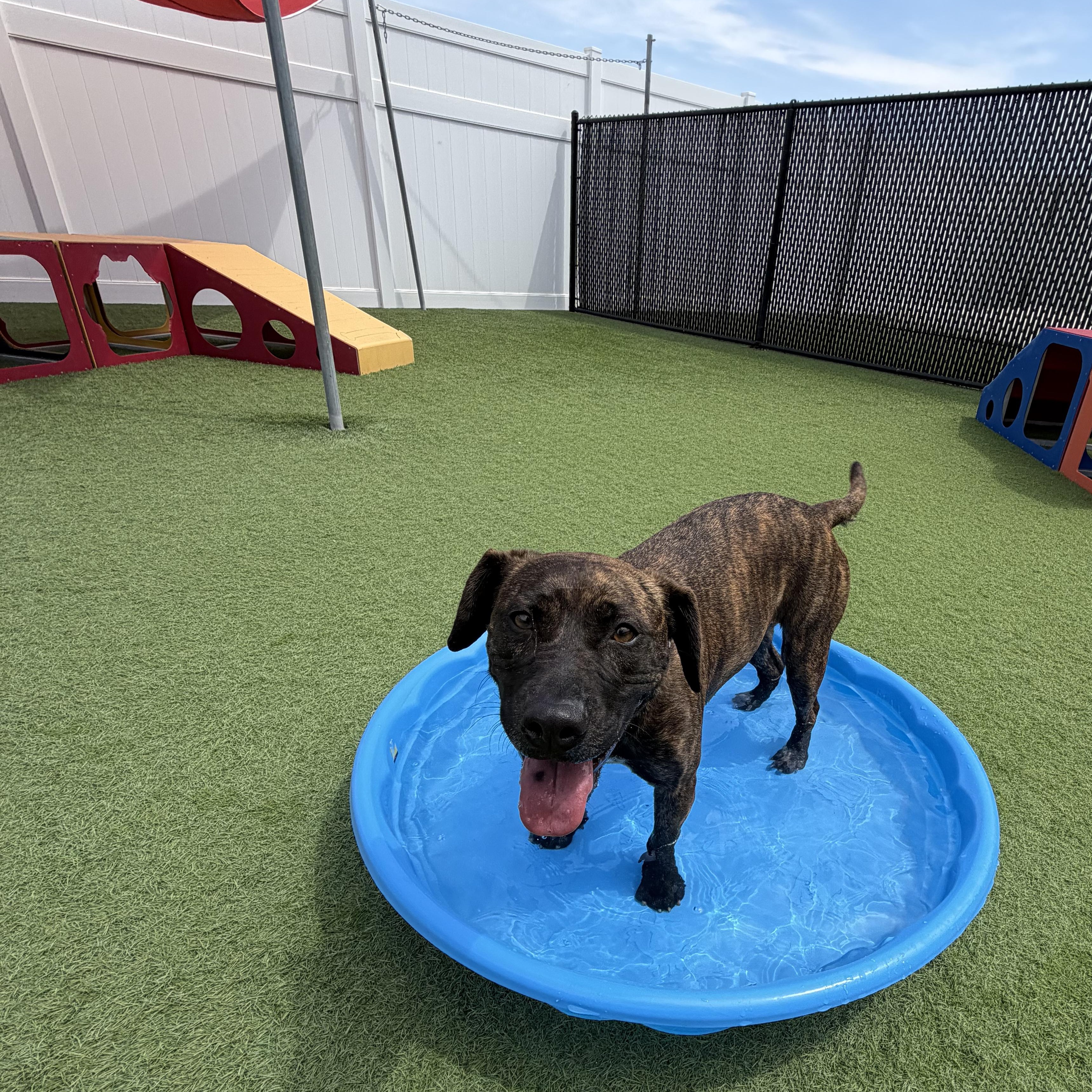 Oasis, a ADOPTABLE mixed breed in Waterloo, IA image 2/4