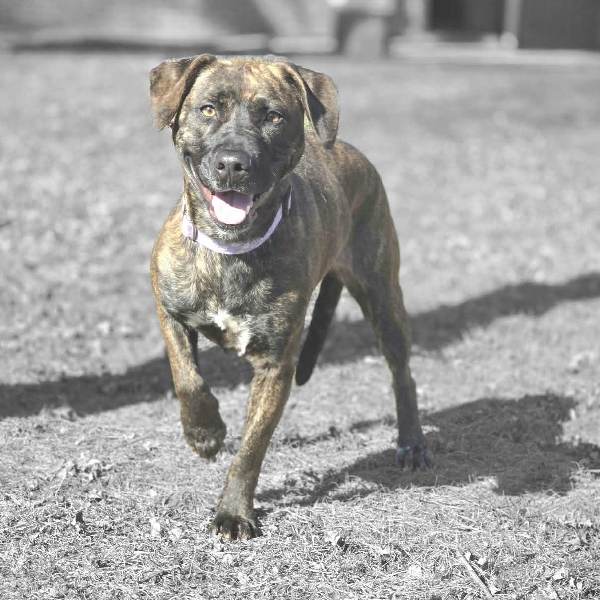 Oasis, ADOPTABLE, Adult Female Mixed Breed.