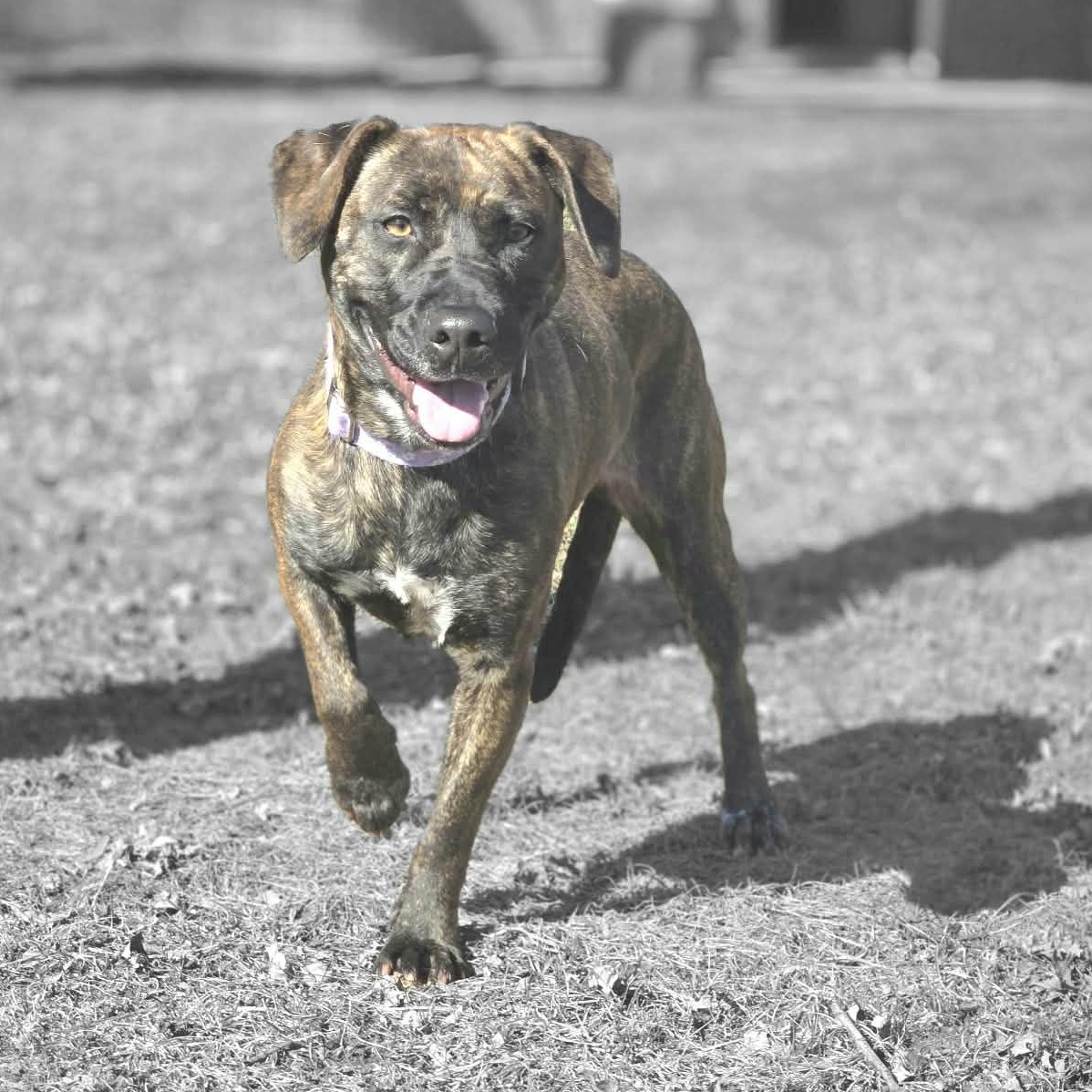 Oasis, a ADOPTABLE mixed breed in Waterloo, IA image 4/4