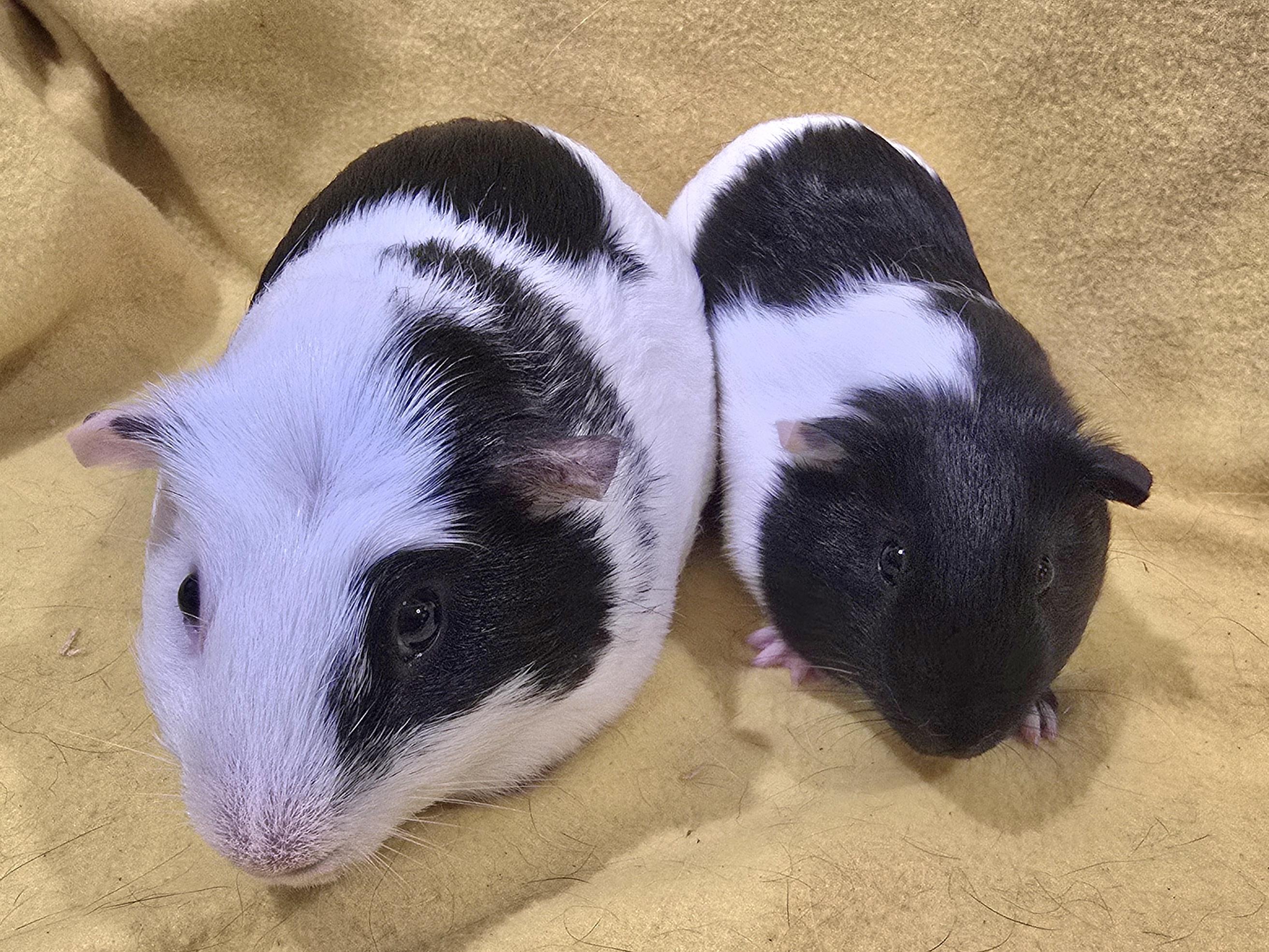 Oscar and Elmo, Adoptable, Young Male Guinea Pig.