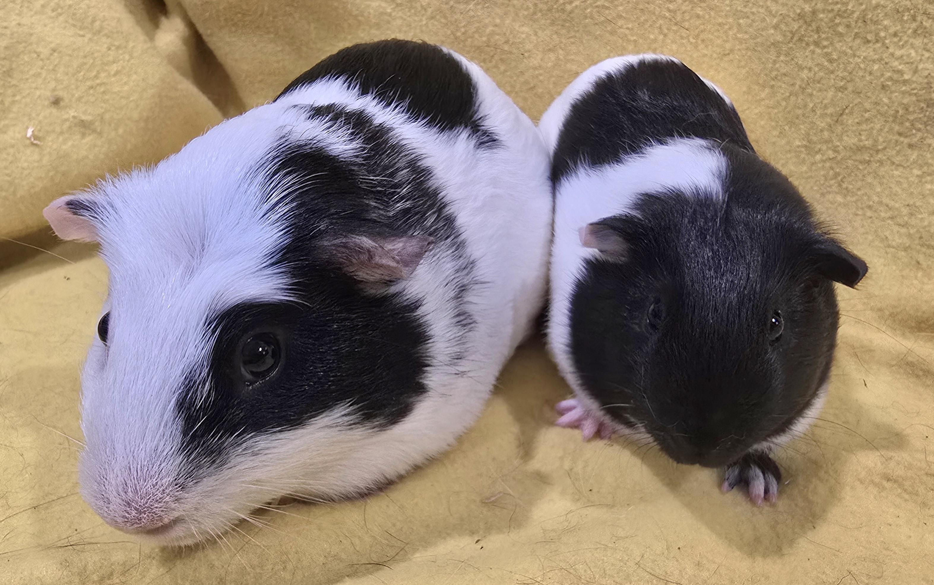Enlarge Oscar and Elmo, a Adoptable Guinea Pig in New Kensington, PA image 4/4