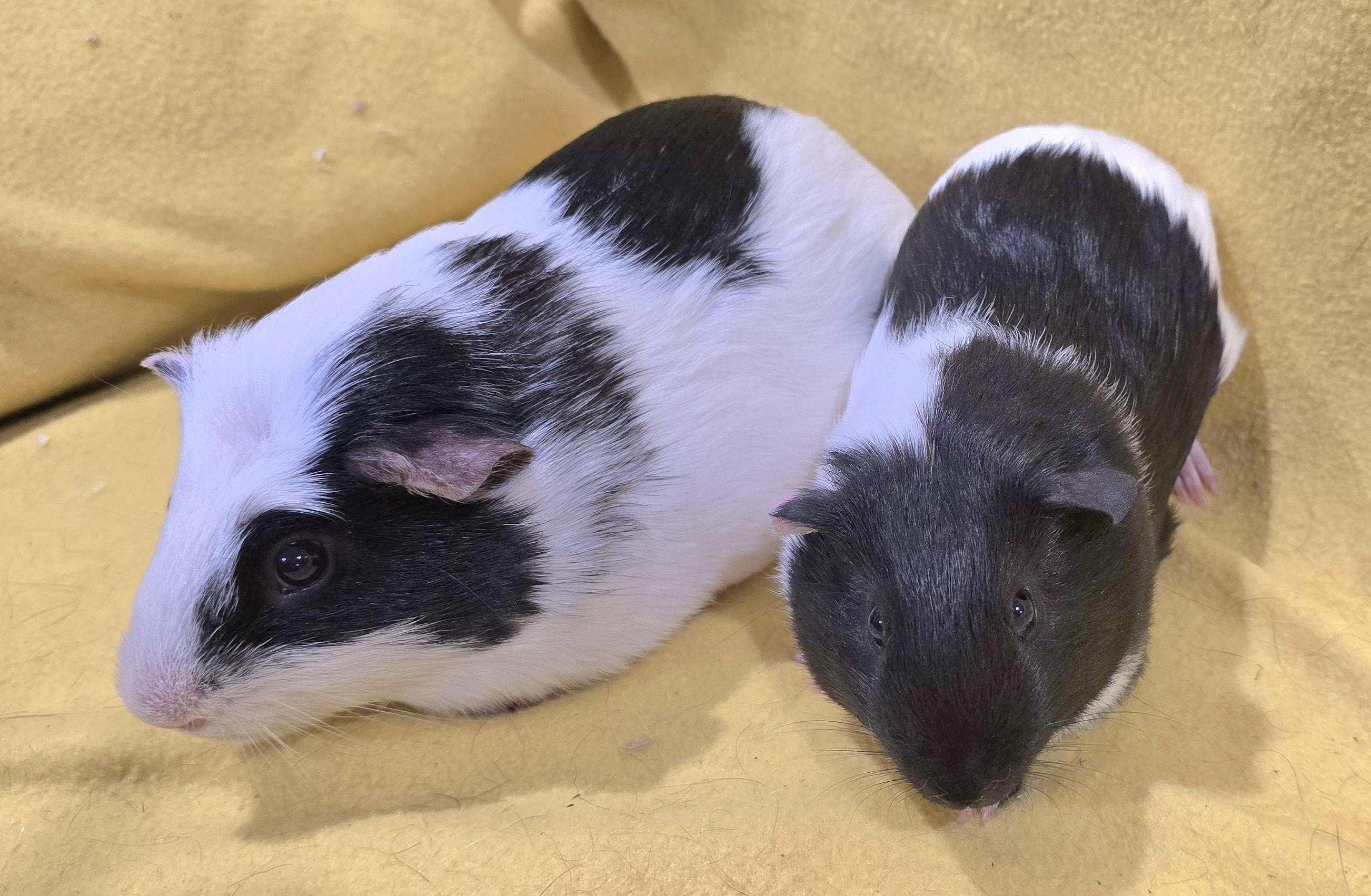 Enlarge Oscar and Elmo, a Adoptable Guinea Pig in New Kensington, PA image 2/4