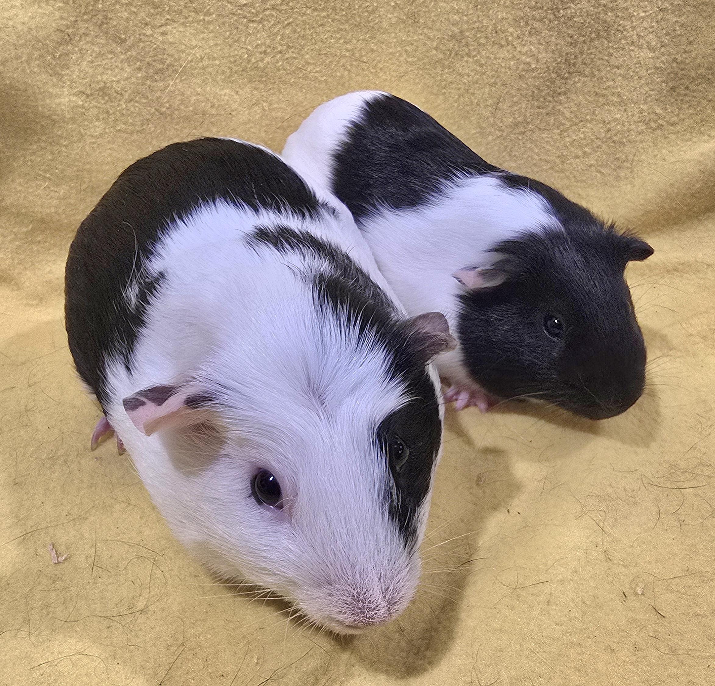Enlarge Oscar and Elmo, a Adoptable Guinea Pig in New Kensington, PA image 3/4