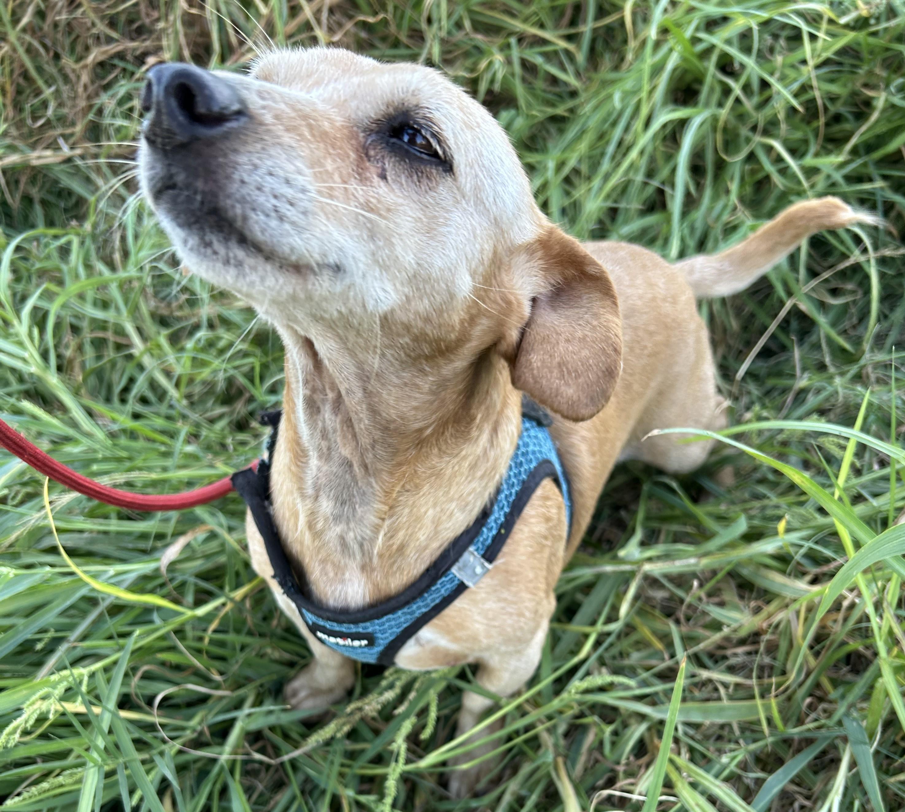 Enlarge ROGER, a Adopted mixed breed in Bell Gardens, CA image 4/6