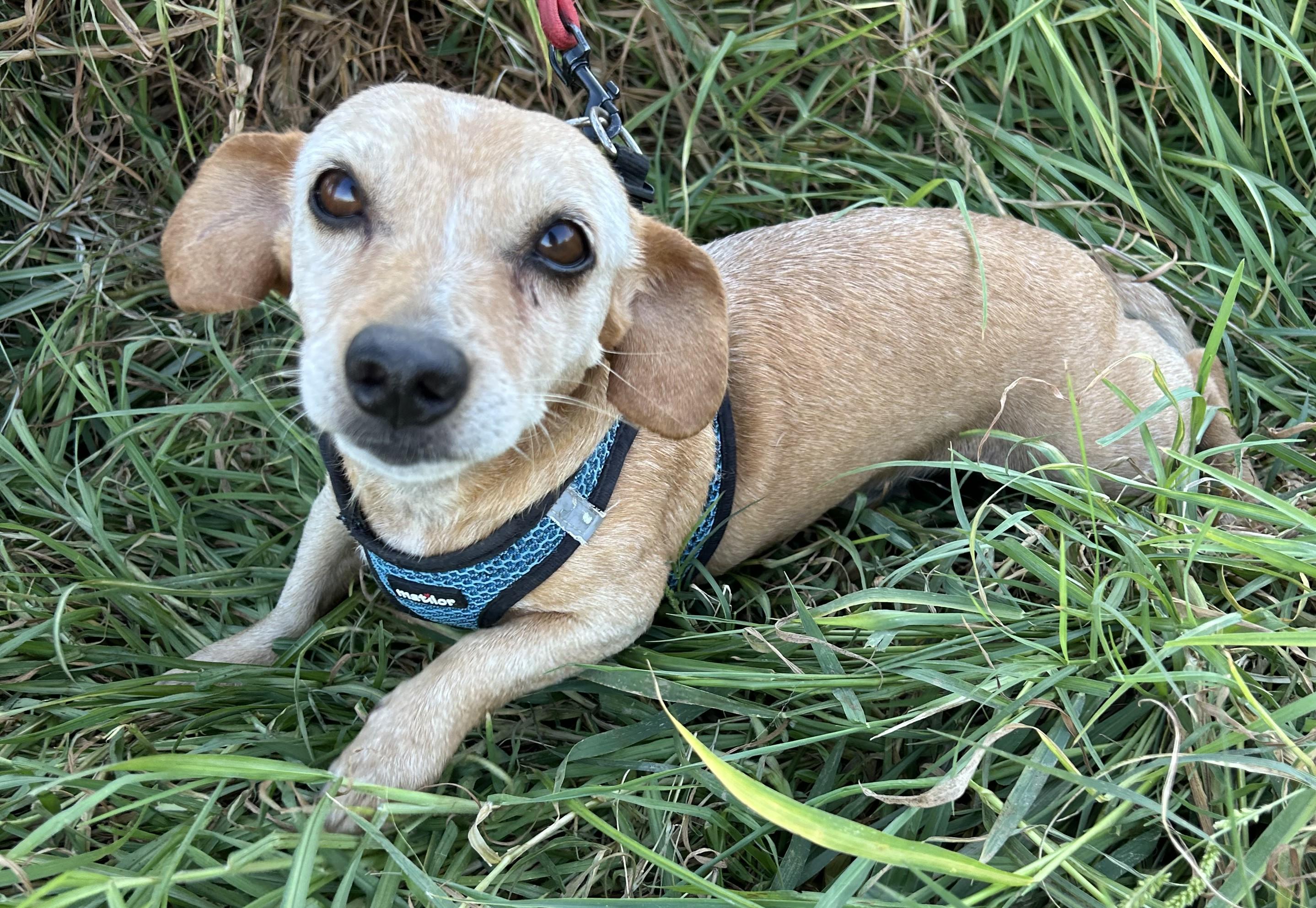 Enlarge ROGER, a Adopted mixed breed in Bell Gardens, CA image 2/6