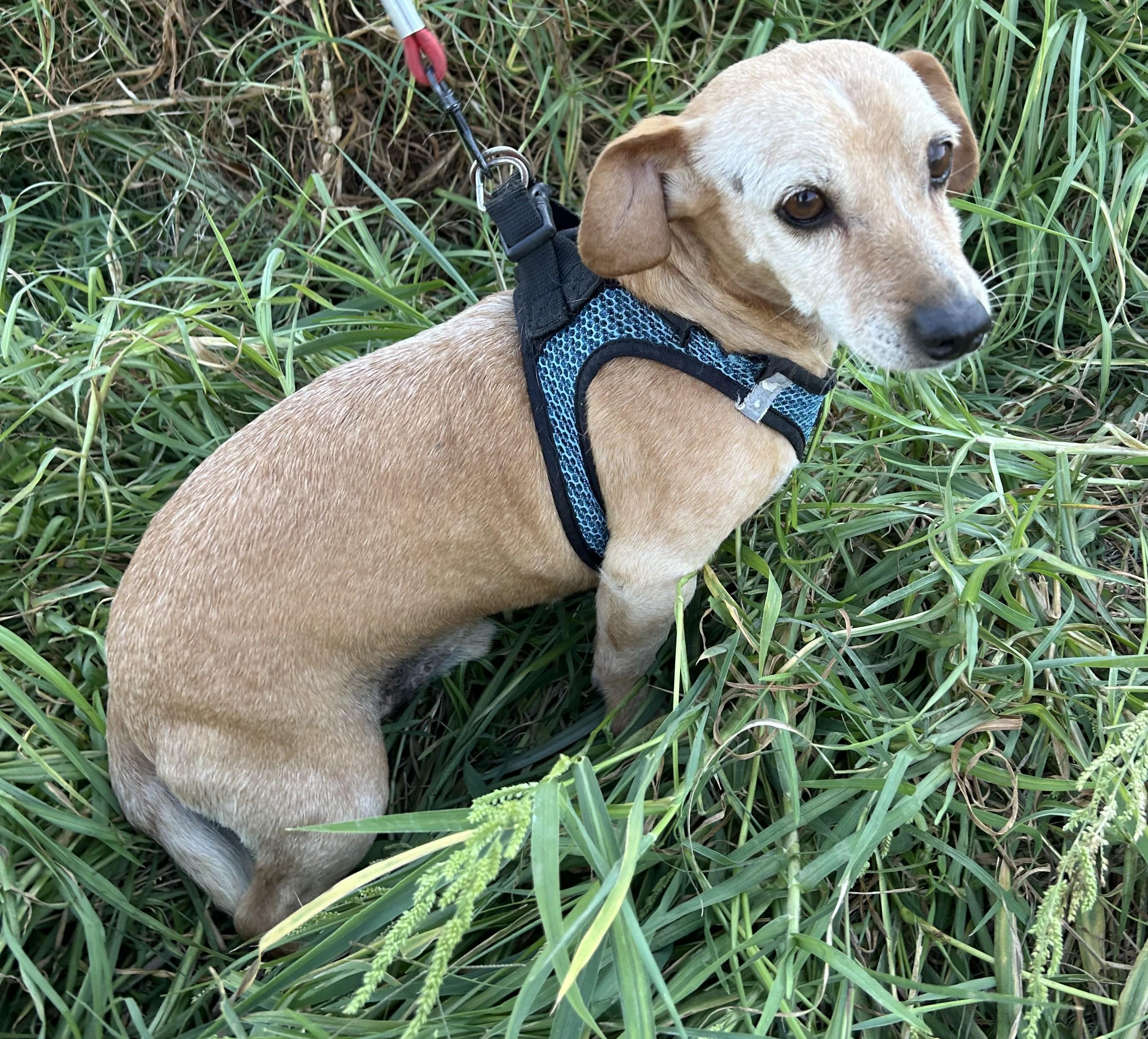 Enlarge ROGER, a Adopted mixed breed in Bell Gardens, CA image 5/6