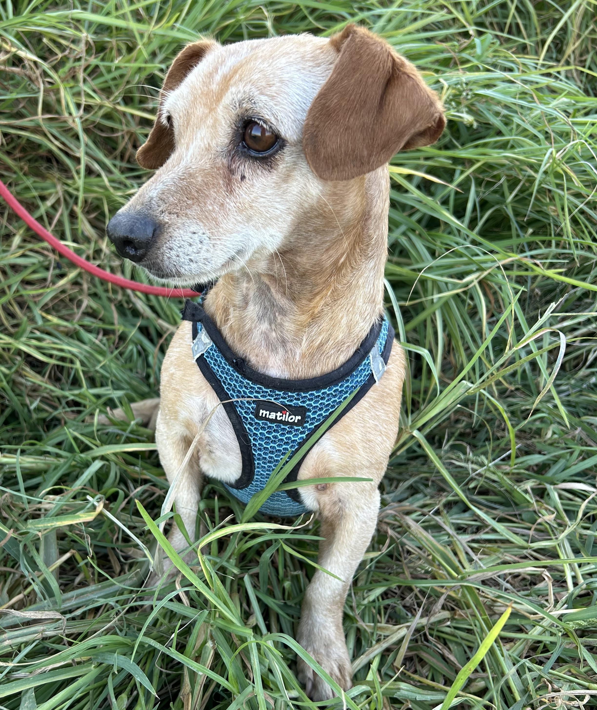ROGER, Adopted, Young Male Dachshund.