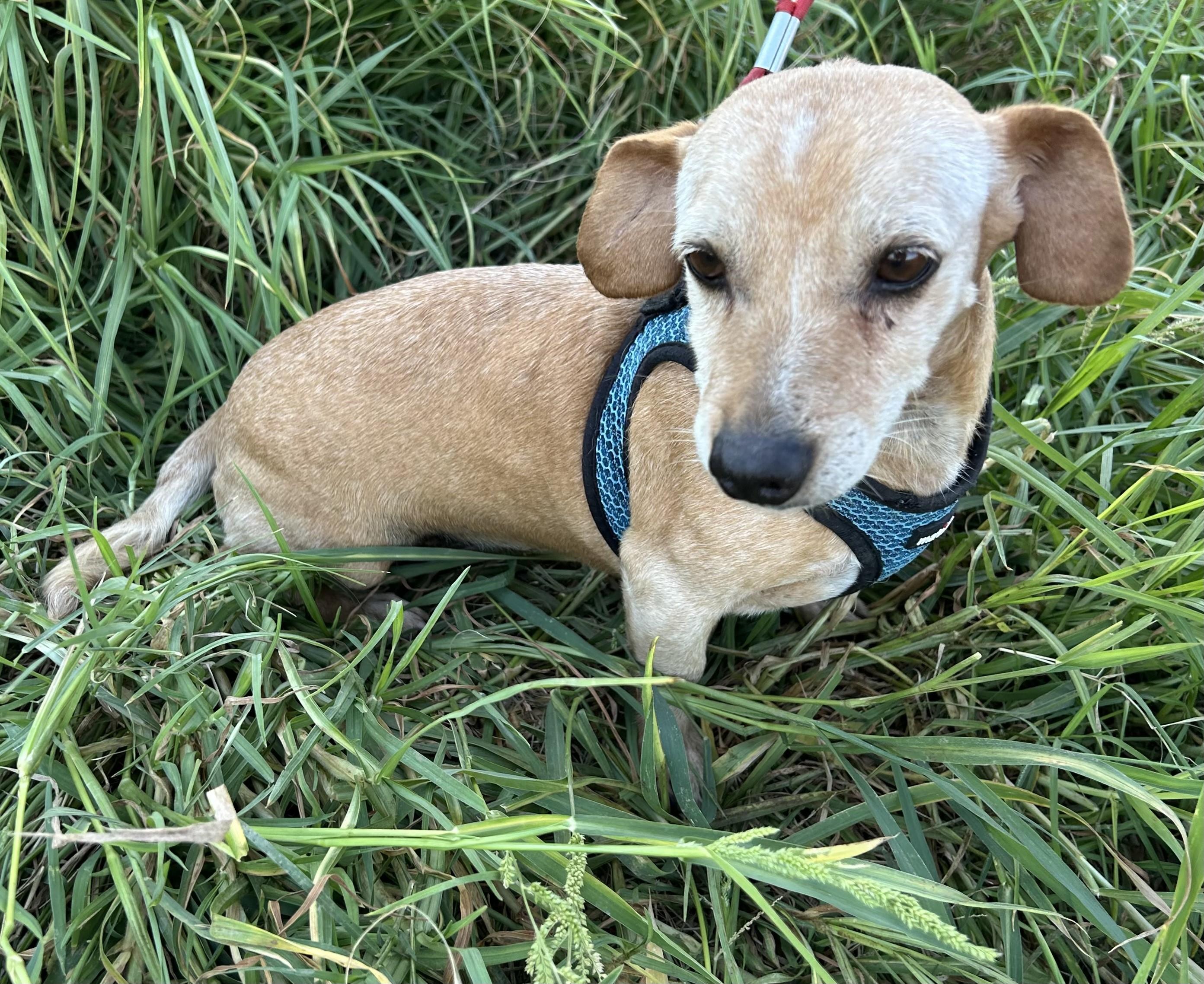 Enlarge ROGER, a Adopted mixed breed in Bell Gardens, CA image 6/6