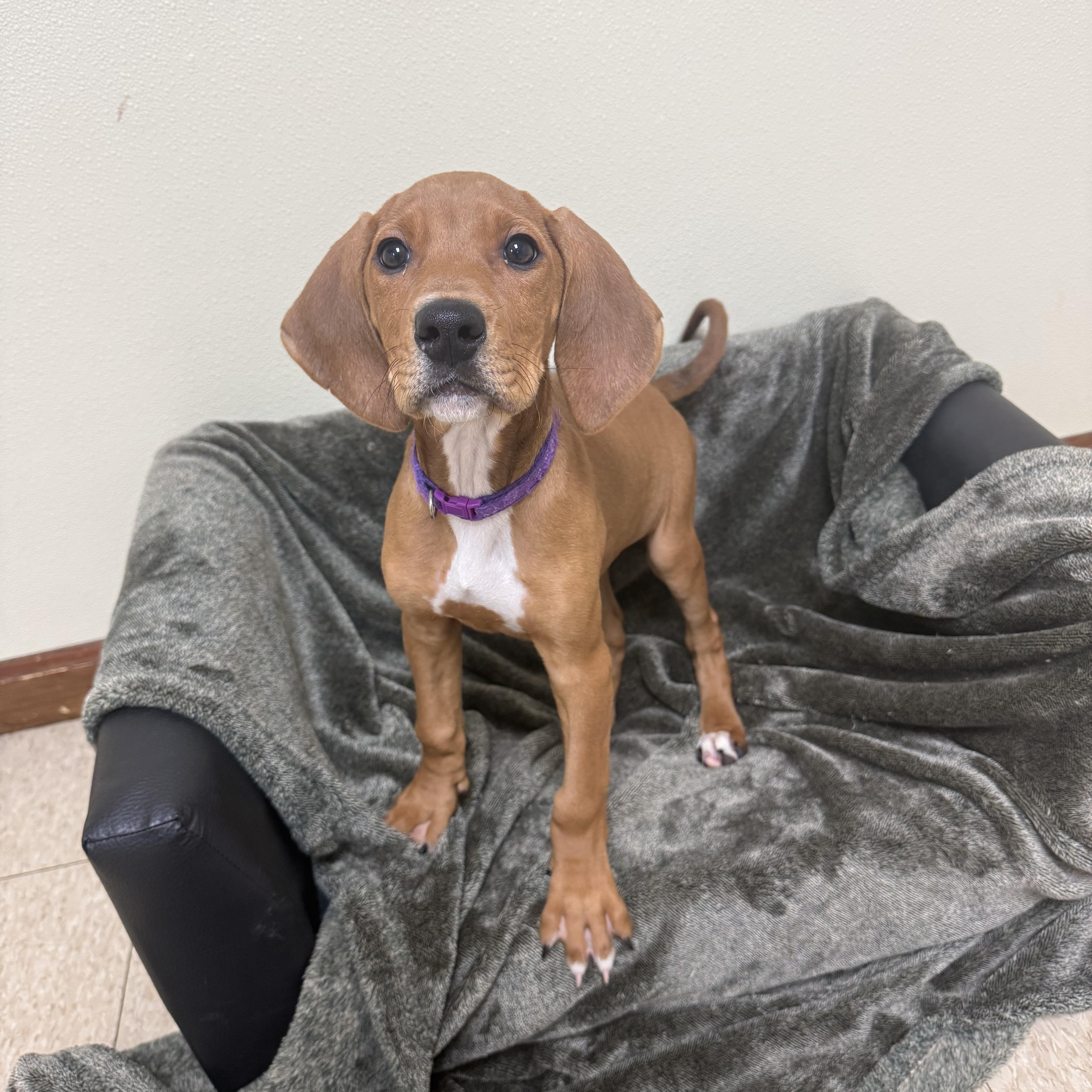 Doc, Adoptable, Puppy Female Hound.