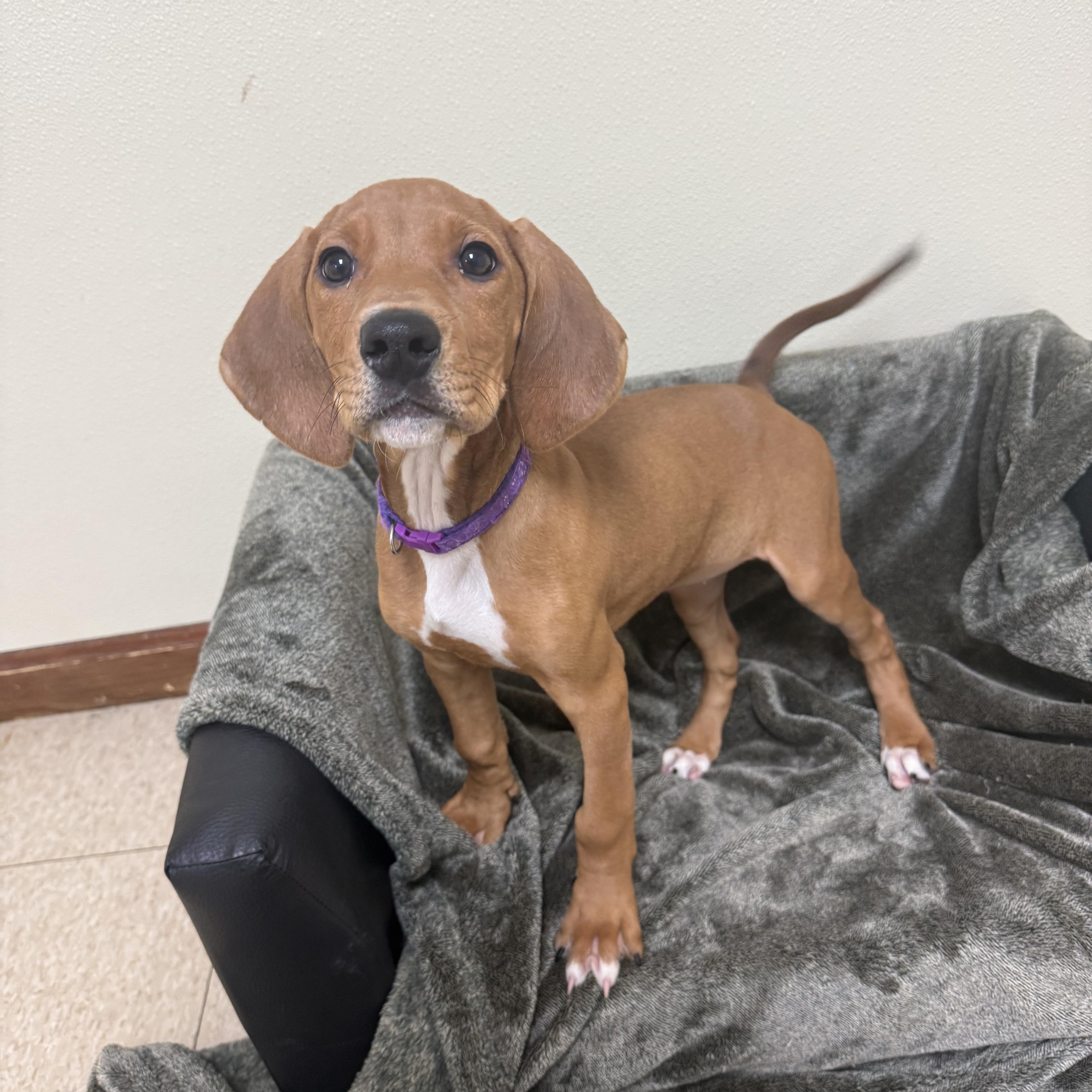 Doc, a Adoptable mixed breed in Douglas, MA image 5/5