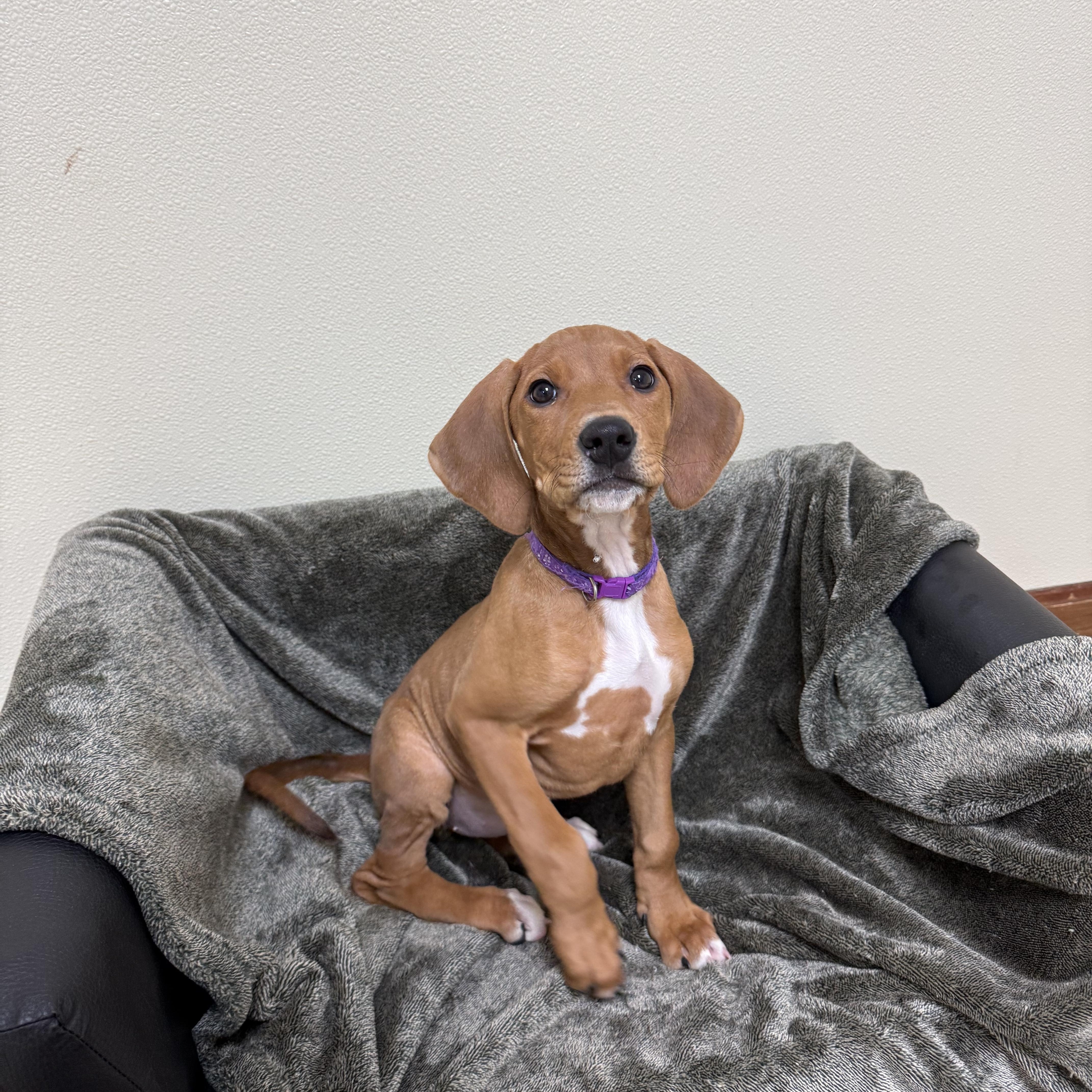 Doc, a Adoptable mixed breed in Douglas, MA image 4/5