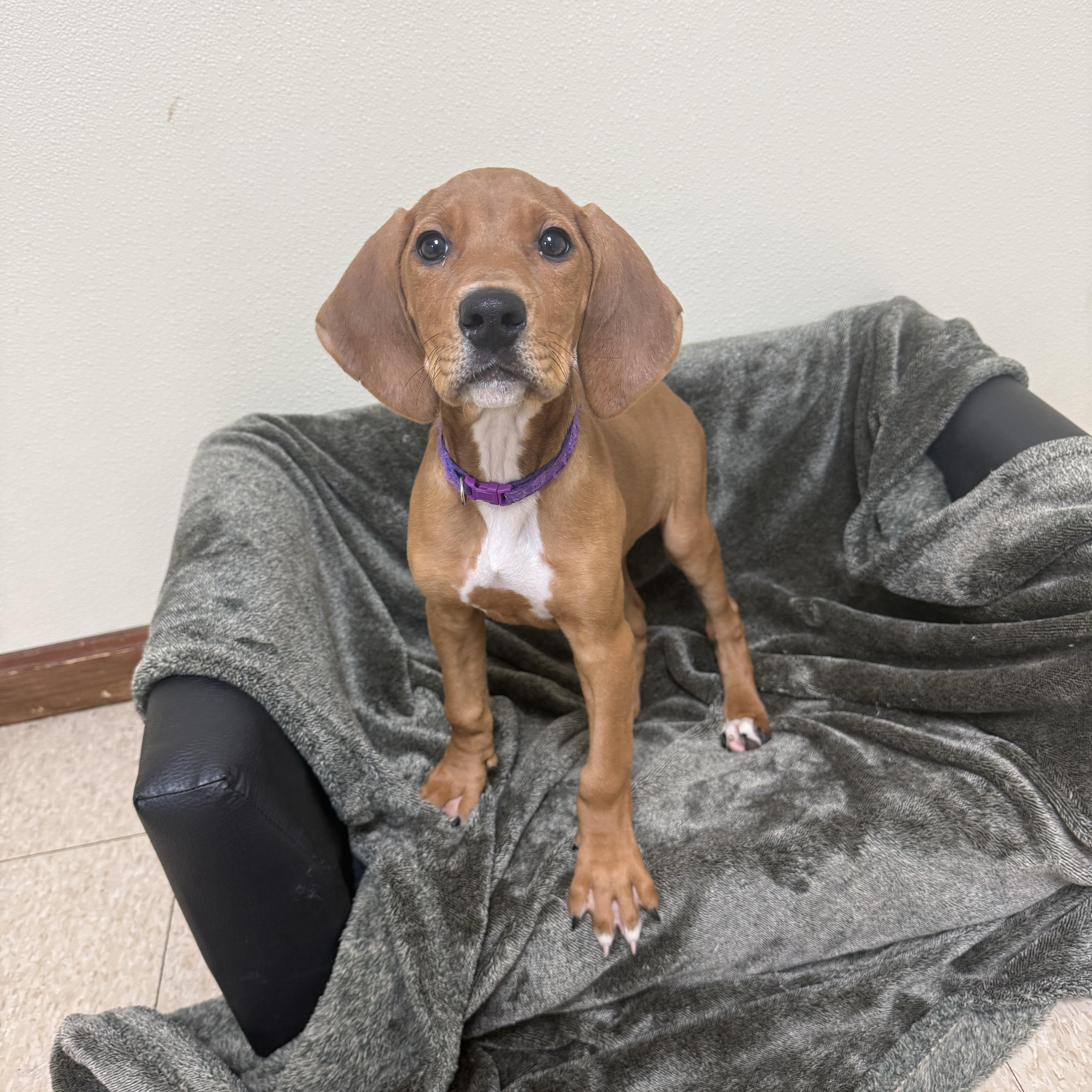 Doc, a Adoptable mixed breed in Douglas, MA image 3/5