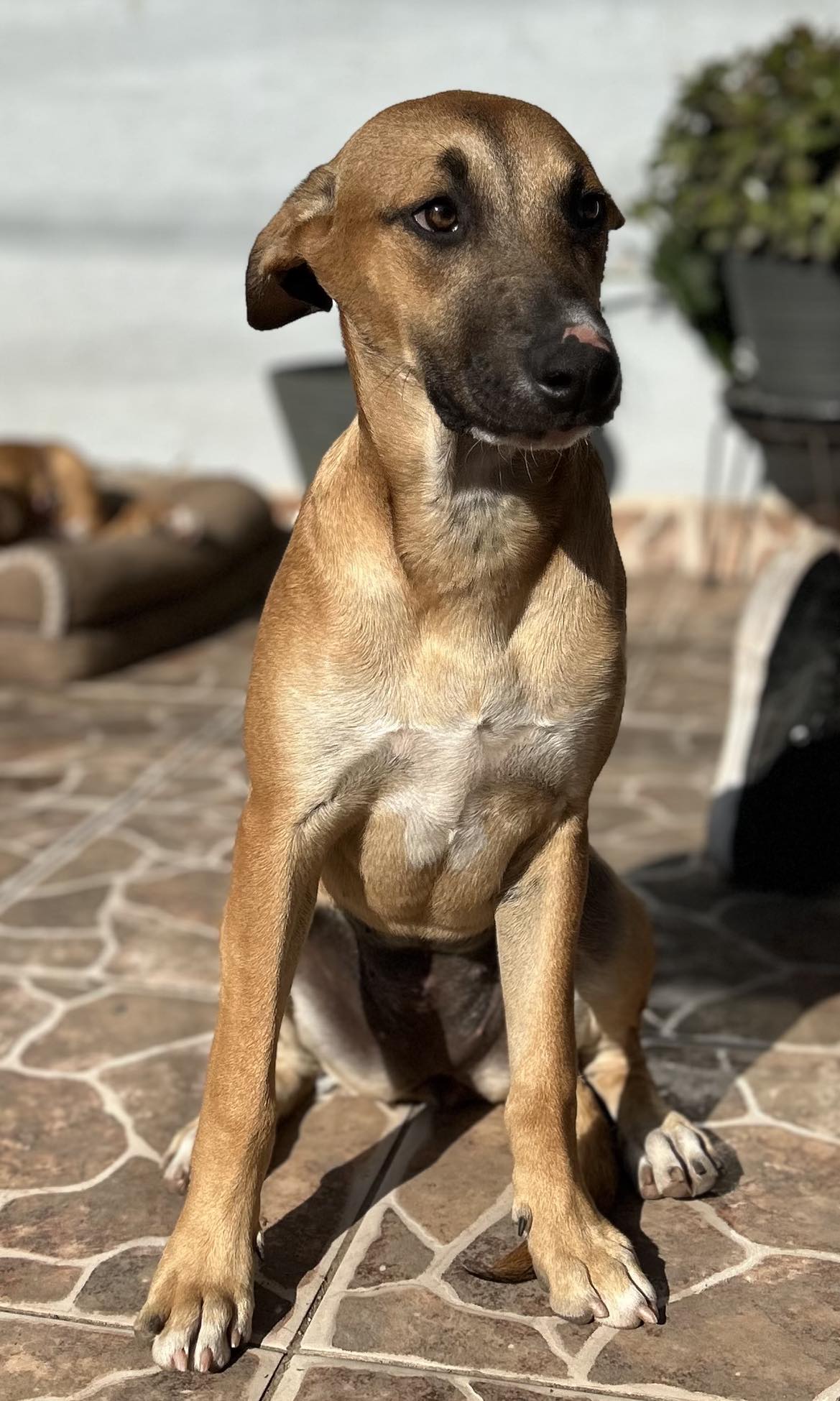 Enlarge Summer, a Adopted German Shepherd Dog in San Diego, CA image 1/2