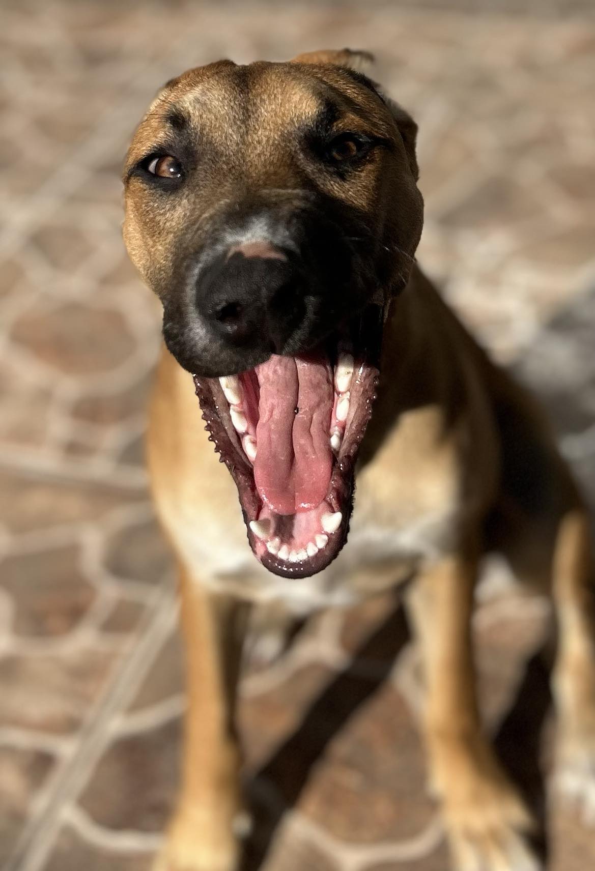 Enlarge Summer, a Adopted German Shepherd Dog in San Diego, CA image 2/2